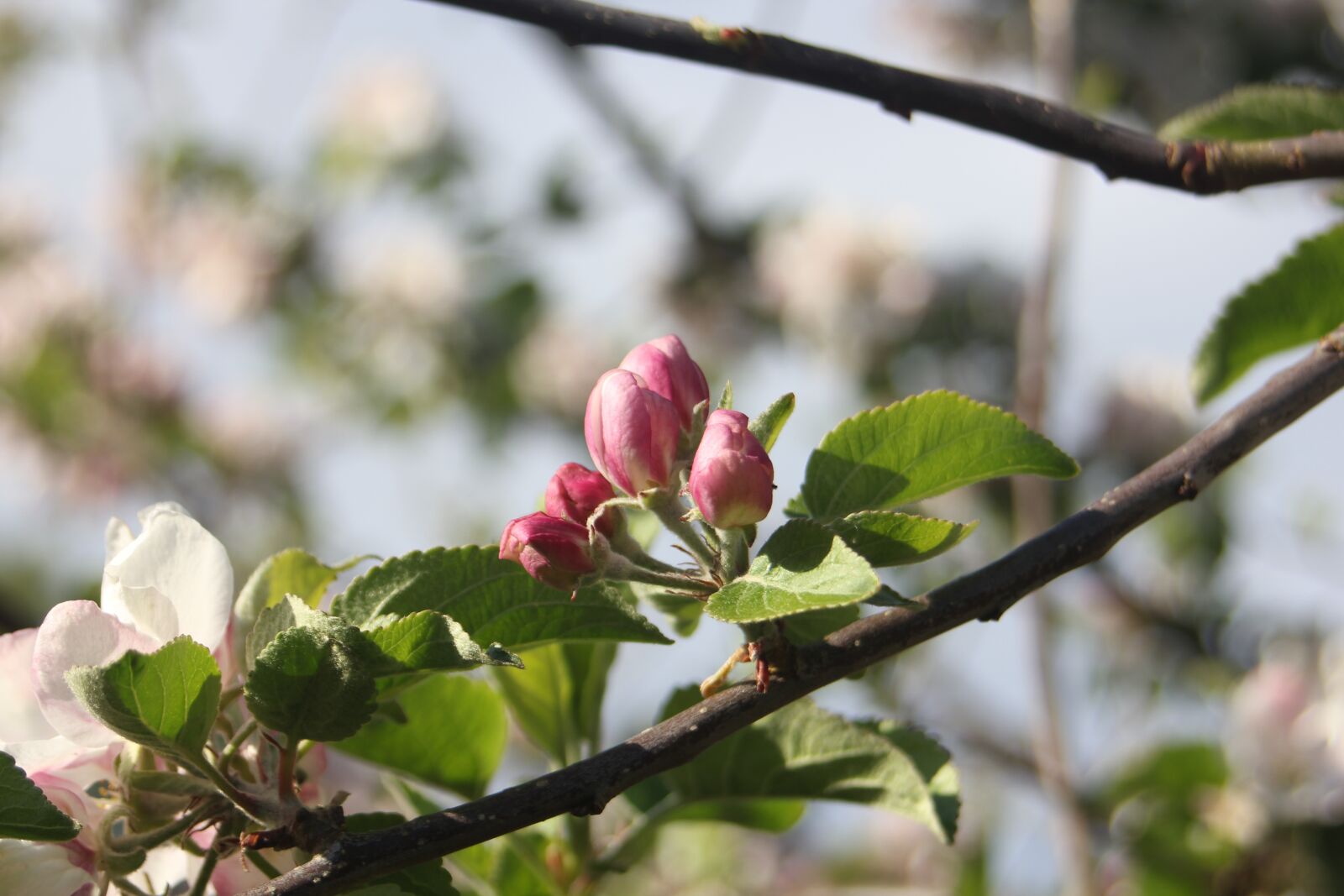 Canon EOS 550D (EOS Rebel T2i / EOS Kiss X4) sample photo. Buds, flowers, tree photography