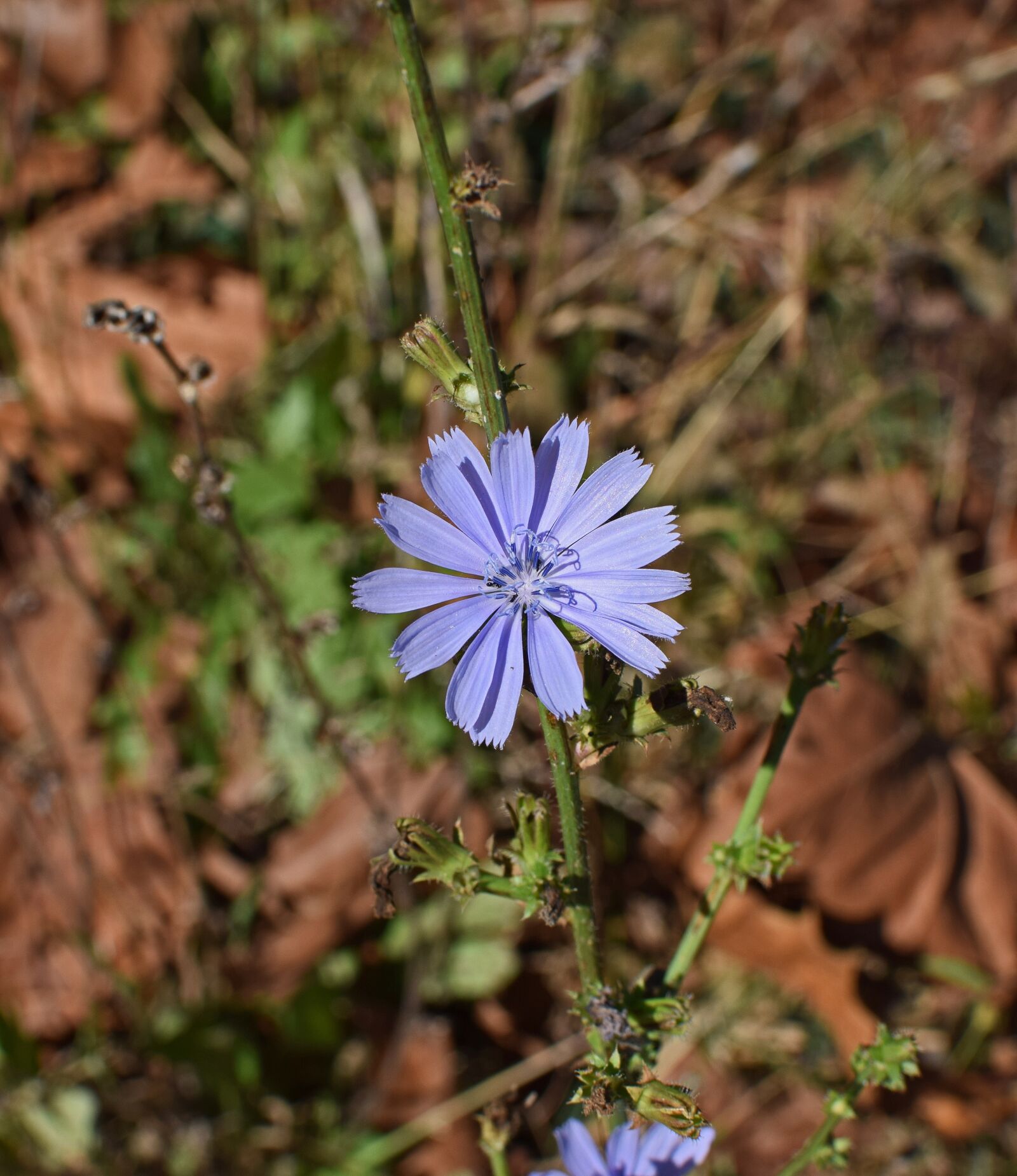 Nikon D3300 sample photo. Wild chicory, flower, blossom photography