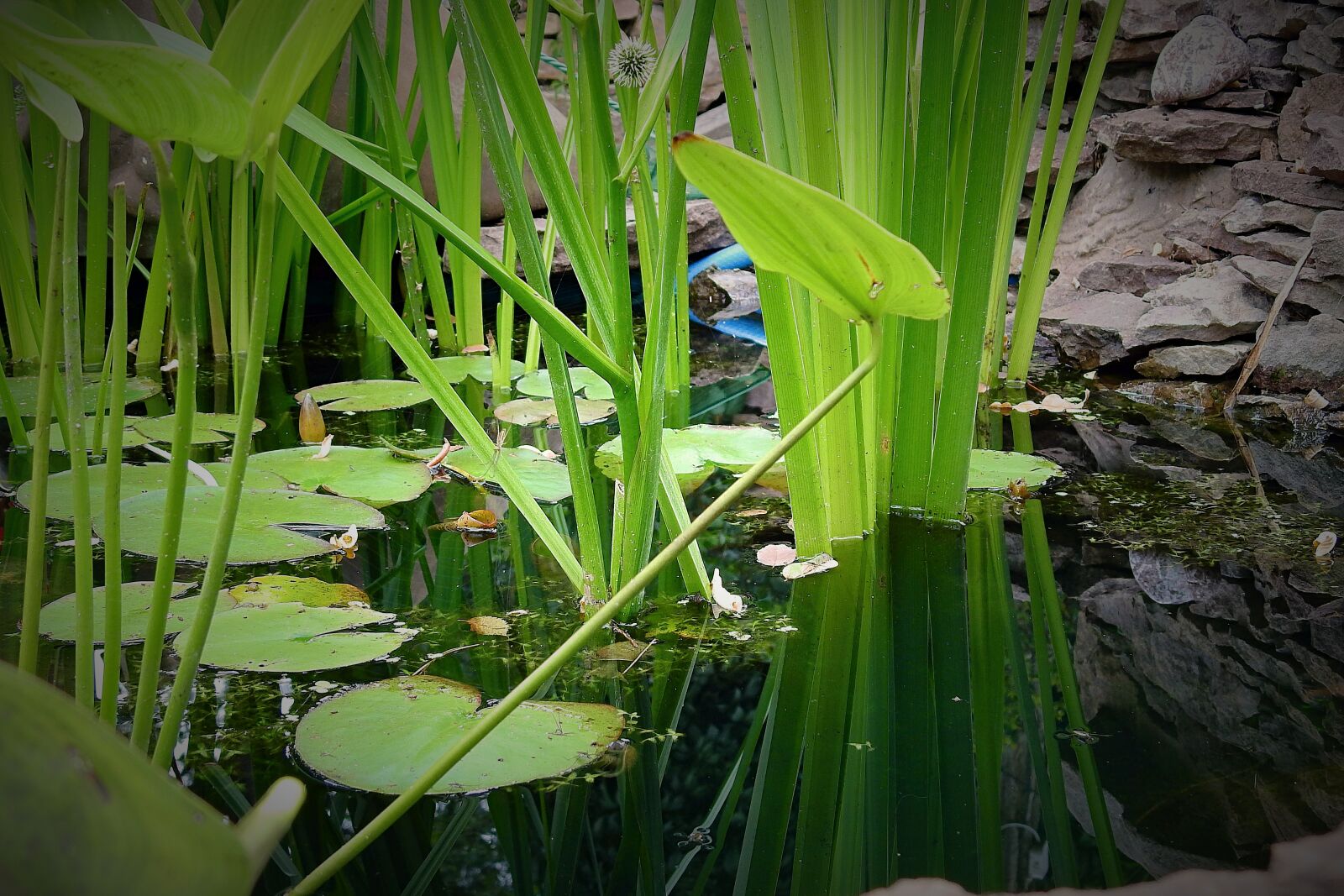 Nikon Coolpix P900 sample photo. Pond, plants, water photography