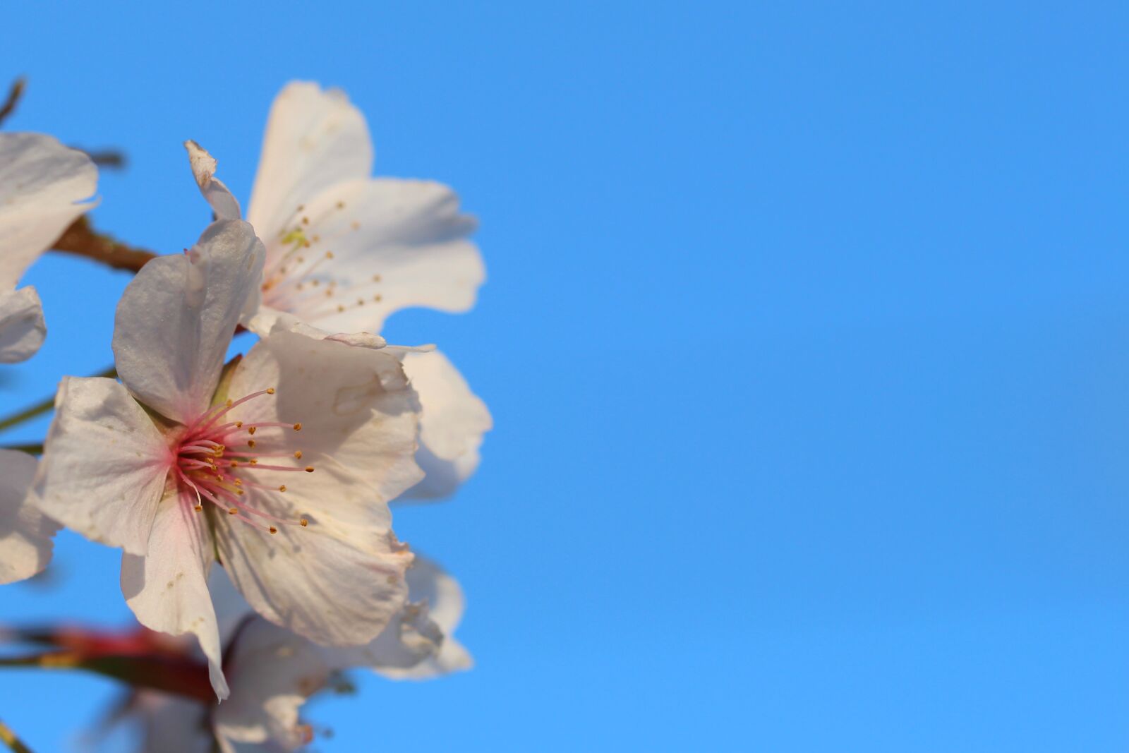 Canon EOS 700D (EOS Rebel T5i / EOS Kiss X7i) sample photo. Spring, flowers, sky photography