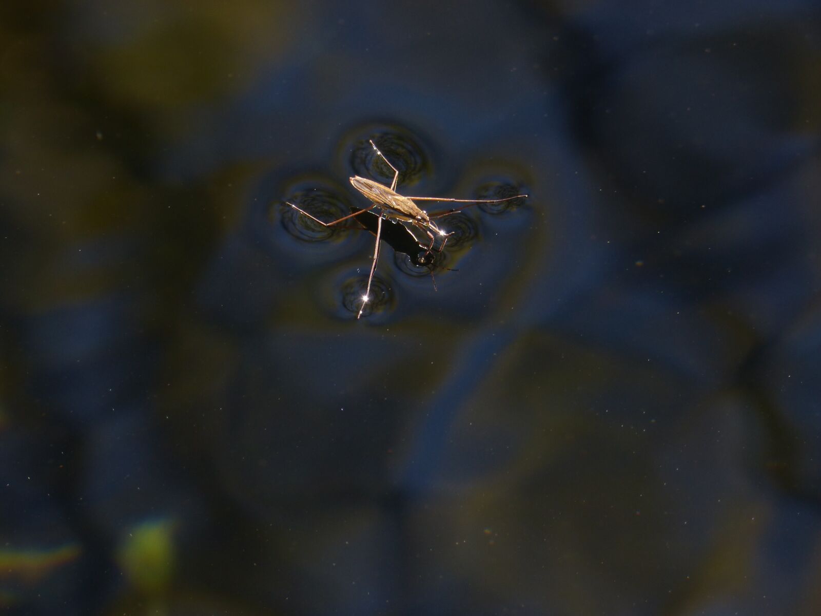 Panasonic DMC-FZ62 sample photo. Gerridae, sabater, aquatic insect photography