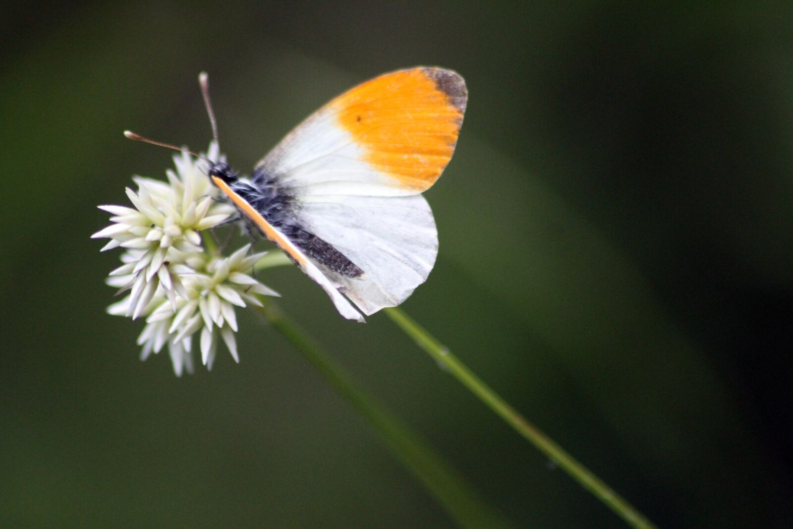 Canon EOS 7D sample photo. Butterfly, insects, flower photography