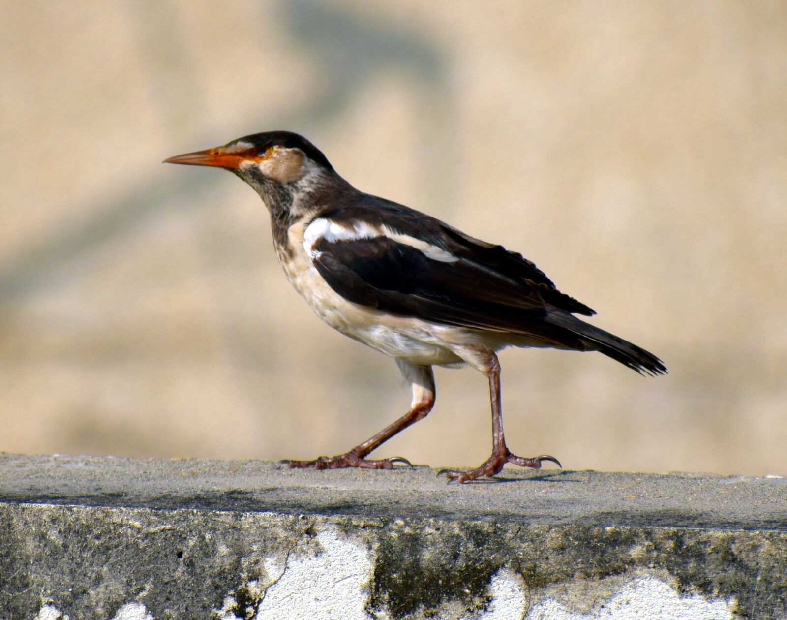 Nikon D5600 sample photo. Pied myna, bird, orange photography