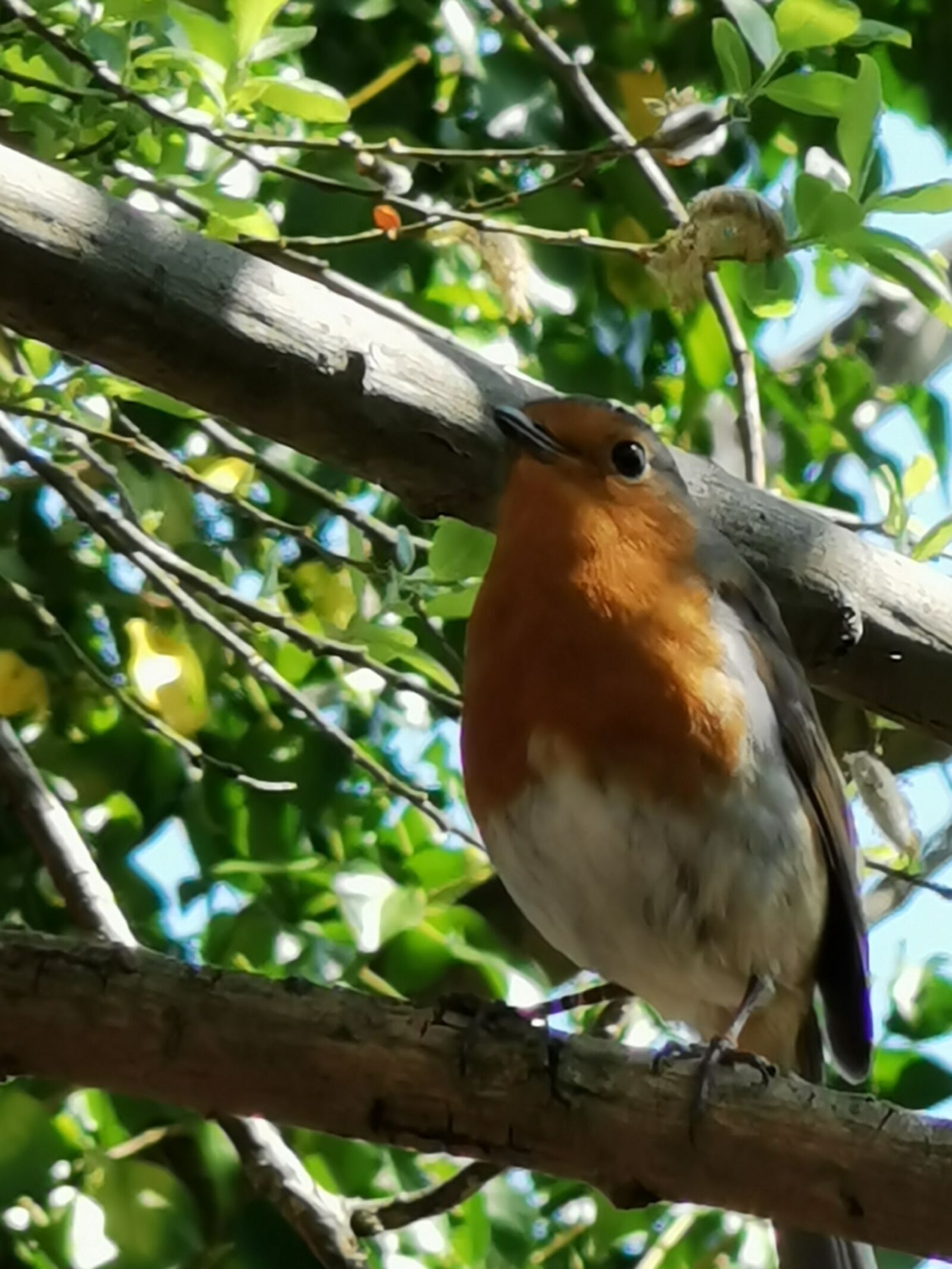 HUAWEI P30 Pro sample photo. Robin, christmas, bird photography