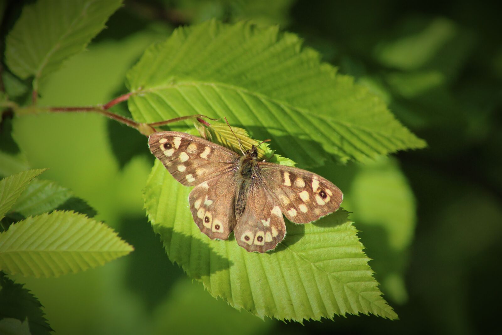 Canon EOS 2000D (EOS Rebel T7 / EOS Kiss X90 / EOS 1500D) sample photo. Butterfly, forest board game photography