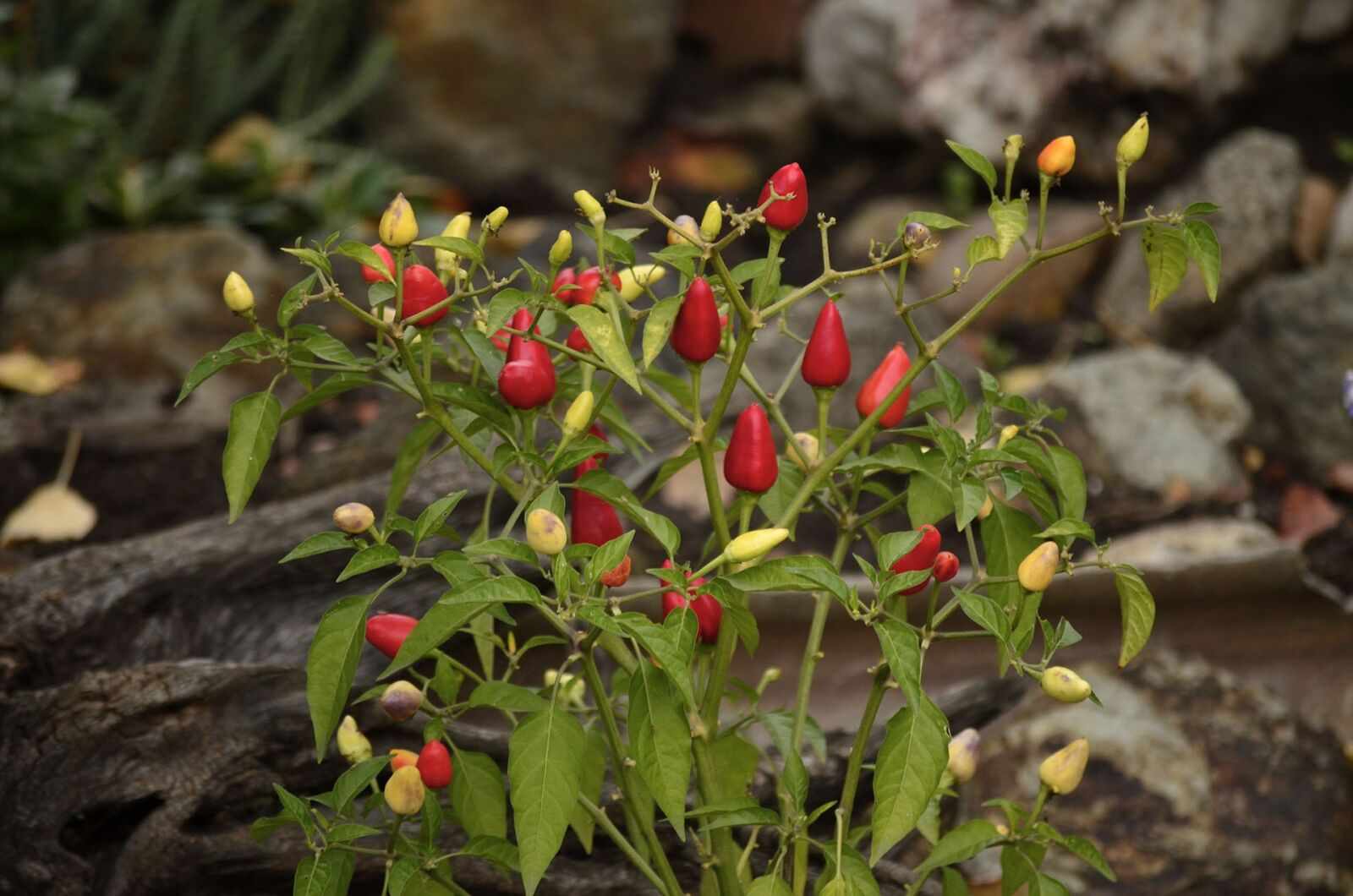Nikon D5100 sample photo. Food, vegetables, pepper photography