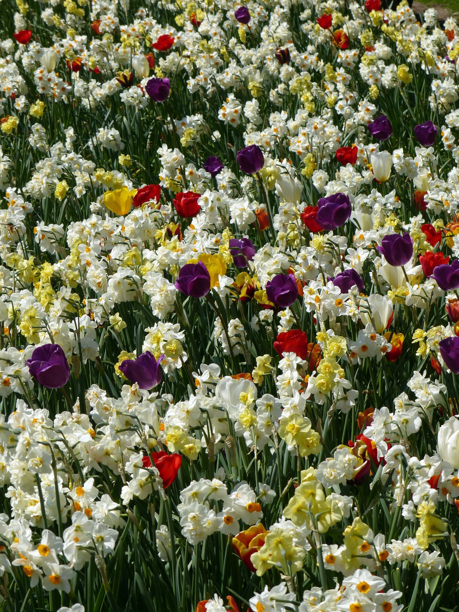 Panasonic Lumix DMC-FZ200 sample photo. Flowers, spring, colorful photography