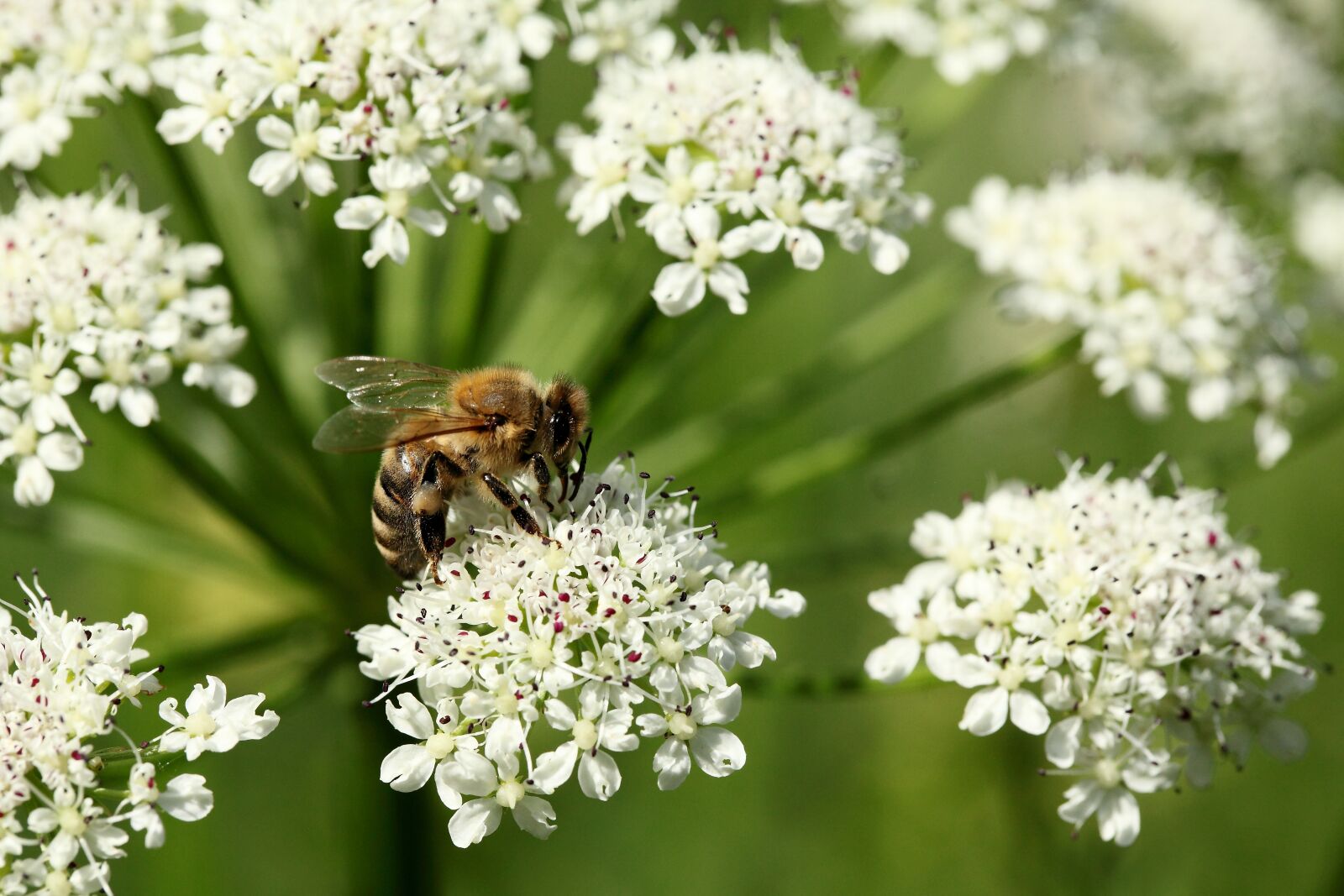 Canon EOS 5D Mark II sample photo. Bee, flower, spring photography