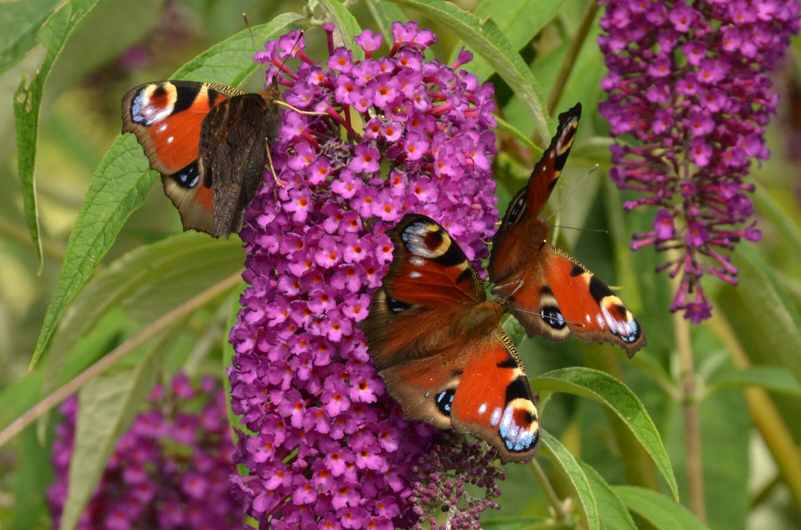 Nikon D7000 sample photo. Peacock, aglais io, butterfly photography