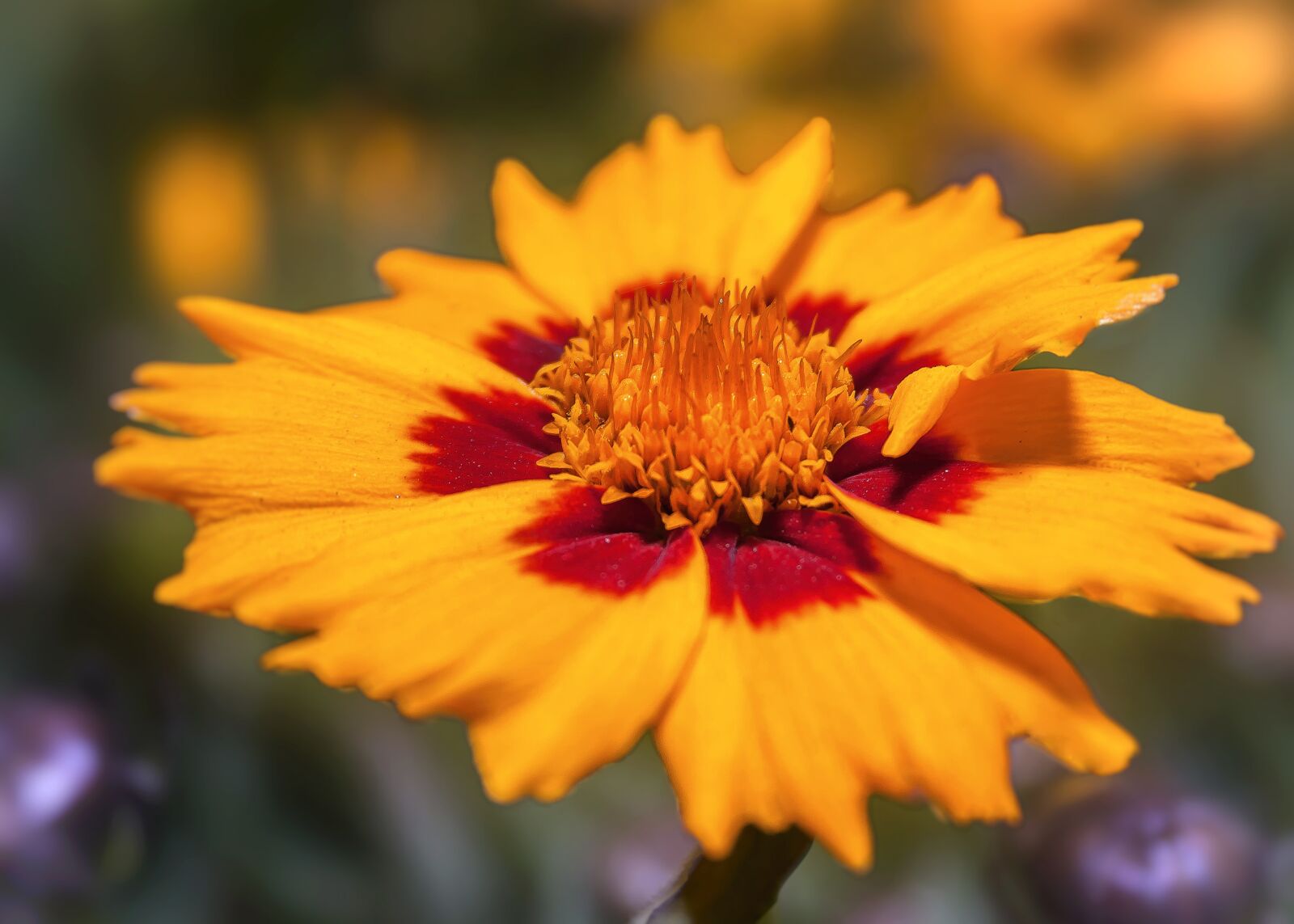 Canon EF-S 18-55mm F3.5-5.6 II sample photo. Coreopsis, blossom, bloom photography