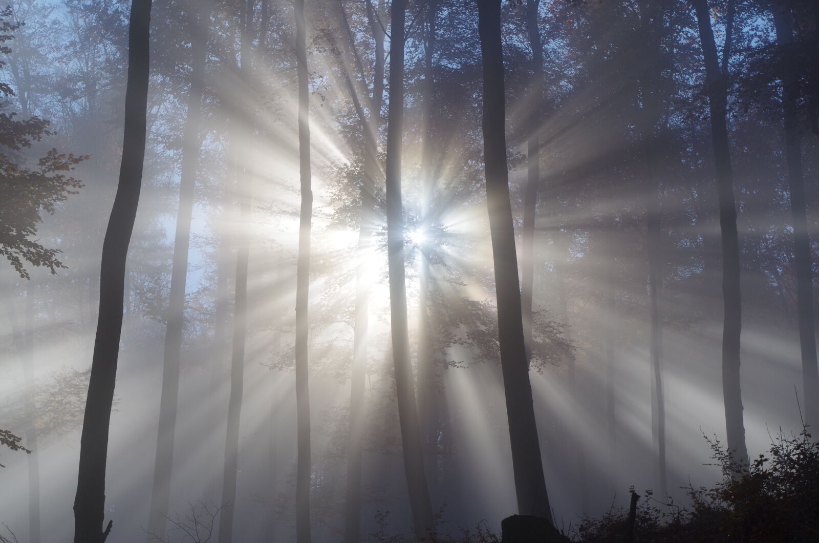 Pentax K-30 sample photo. Forest, fog, trees photography