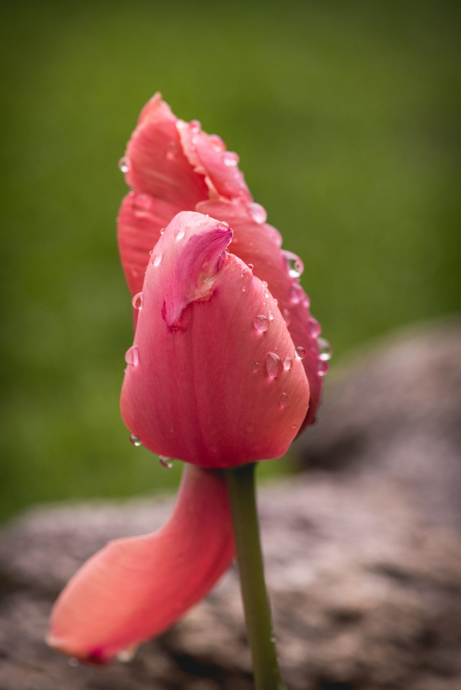Nikon D750 sample photo. Tulip, red, flower photography