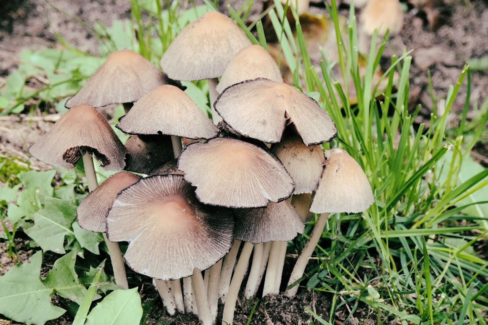 Nikon Coolpix P520 sample photo. Mushrooms, forest, nature photography
