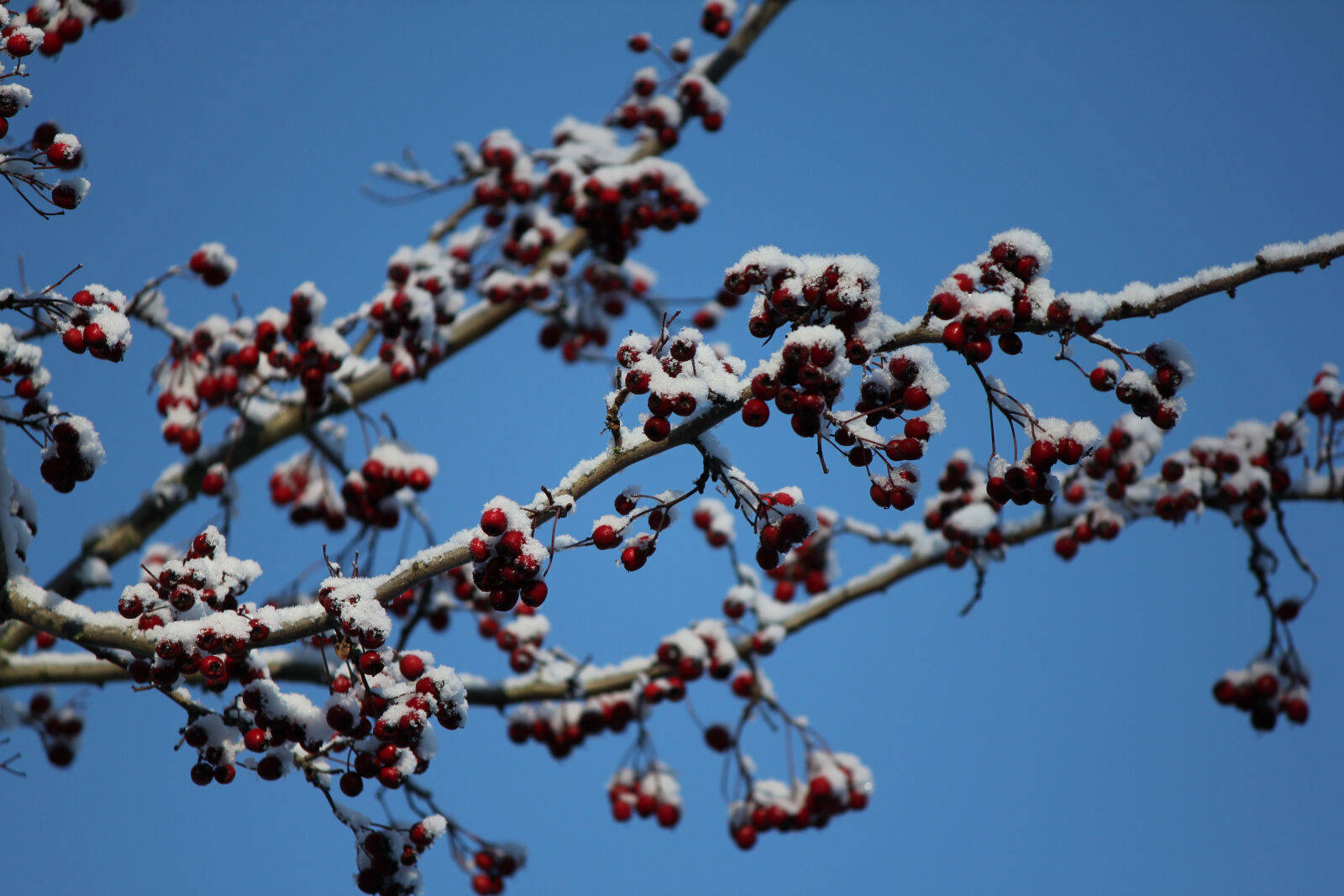 Canon EF-S 55-250mm F4-5.6 IS sample photo. Snow, winter, blue, sky photography