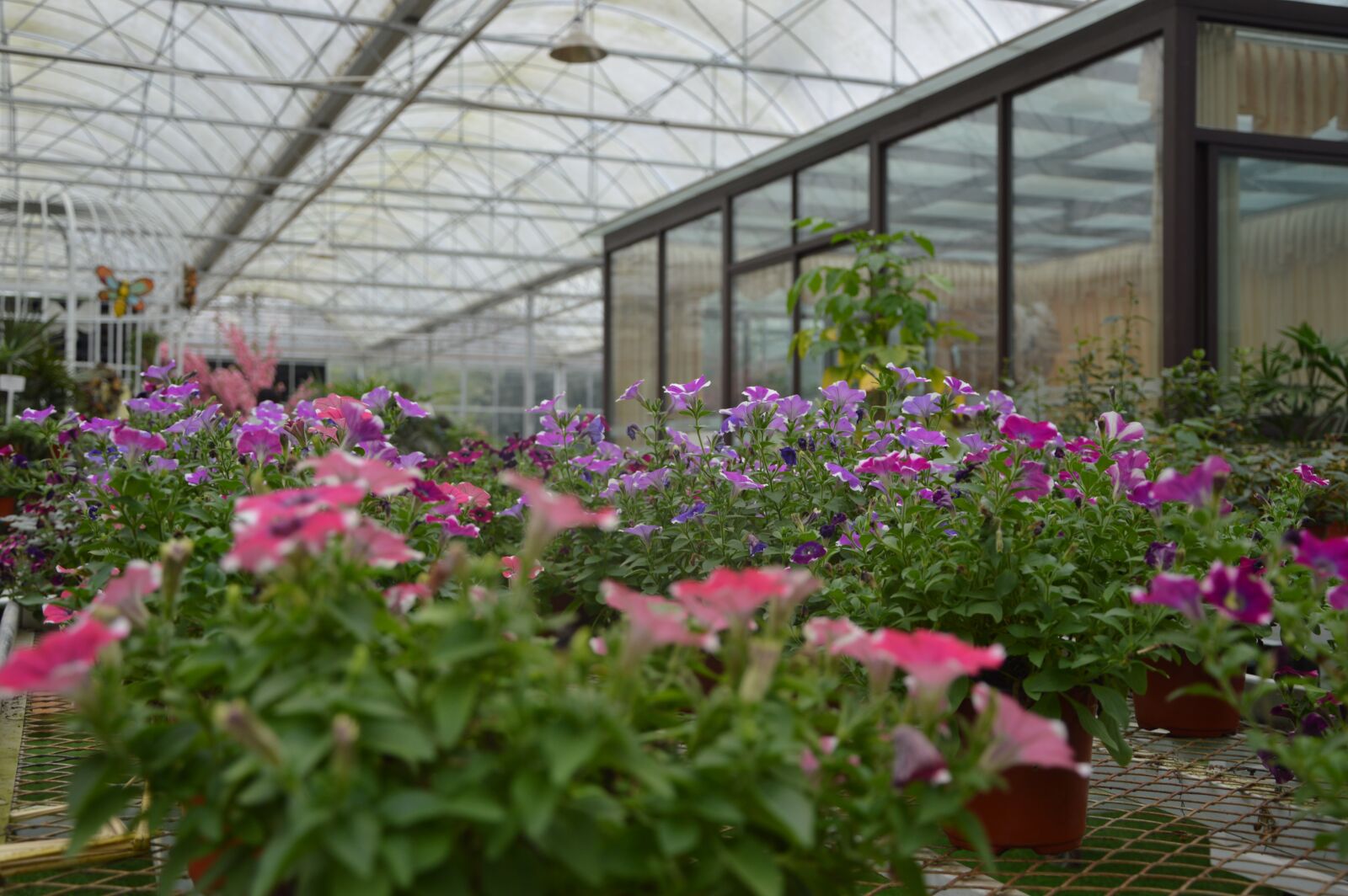 Nikon D3200 sample photo. Flowers, plant, life photography
