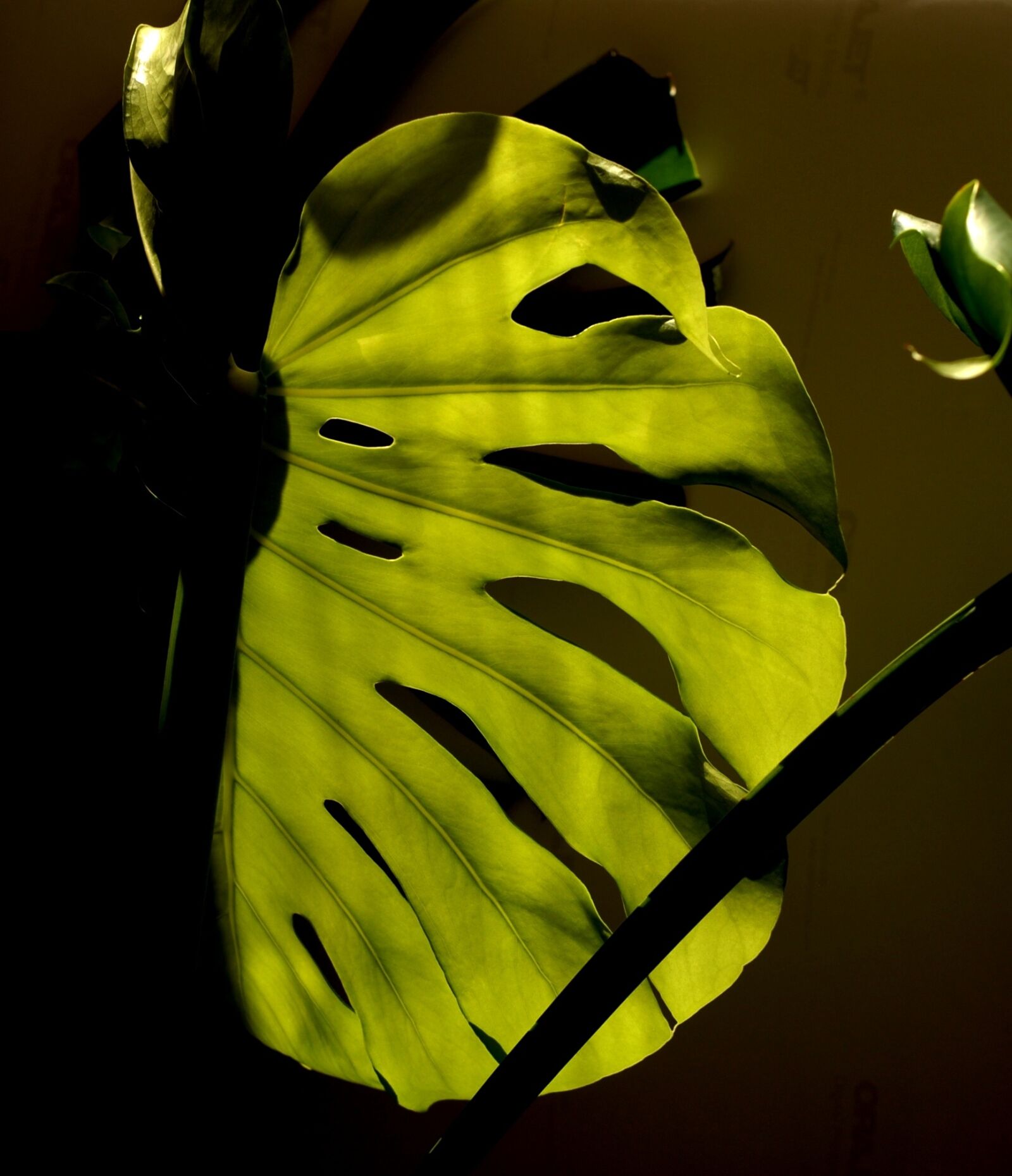 Nikon D200 sample photo. Plant, sheet, decorative photography