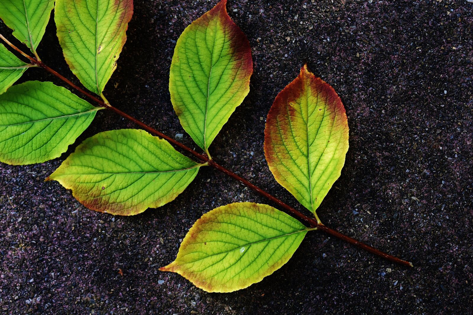 Nikon D7200 sample photo. Leaves, branch, autumn photography