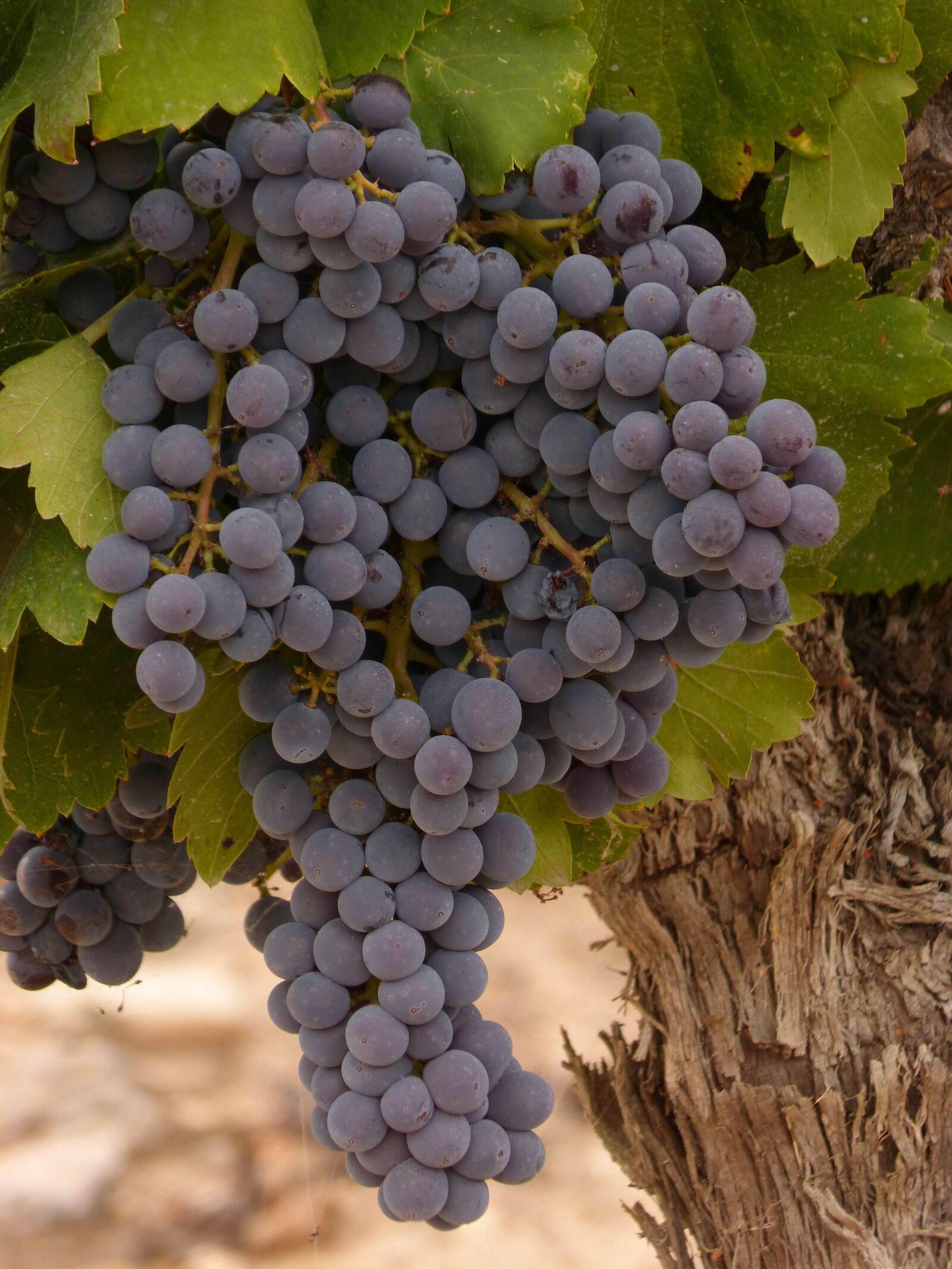 Panasonic DMC-FZ62 sample photo. Grape, cluster, vine photography