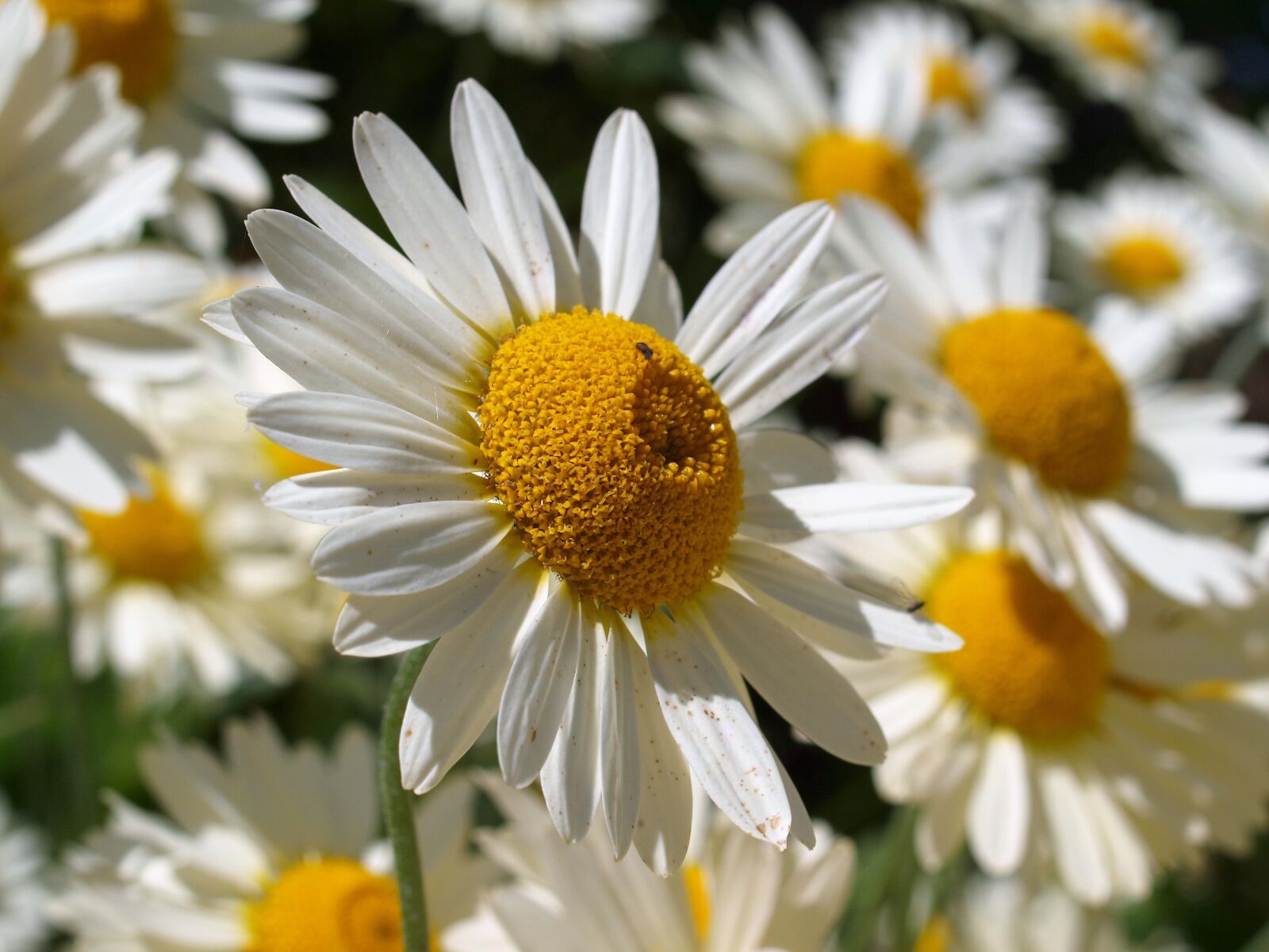 Olympus E-520 (EVOLT E-520) sample photo. Daisies, flowers, white photography