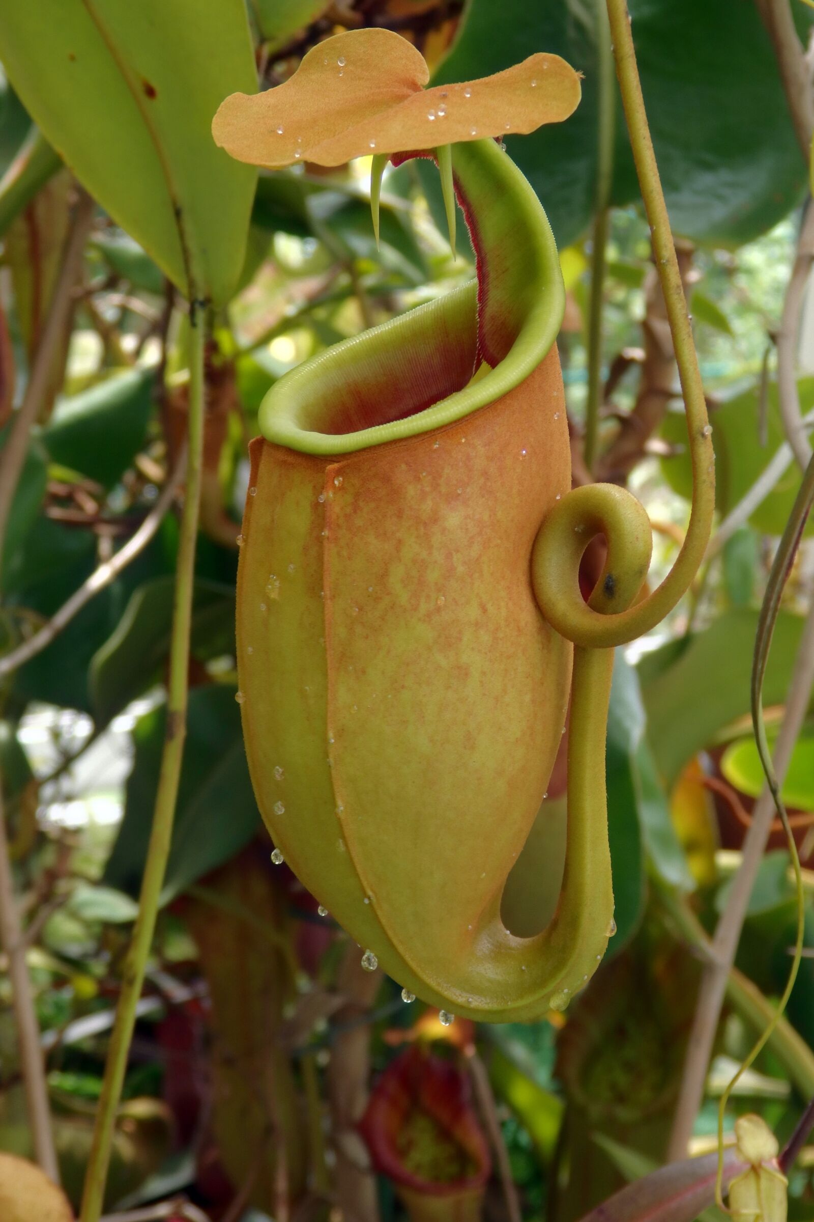 Olympus SH-2 sample photo. Pitcher plant, nepenthes bicalcarata photography