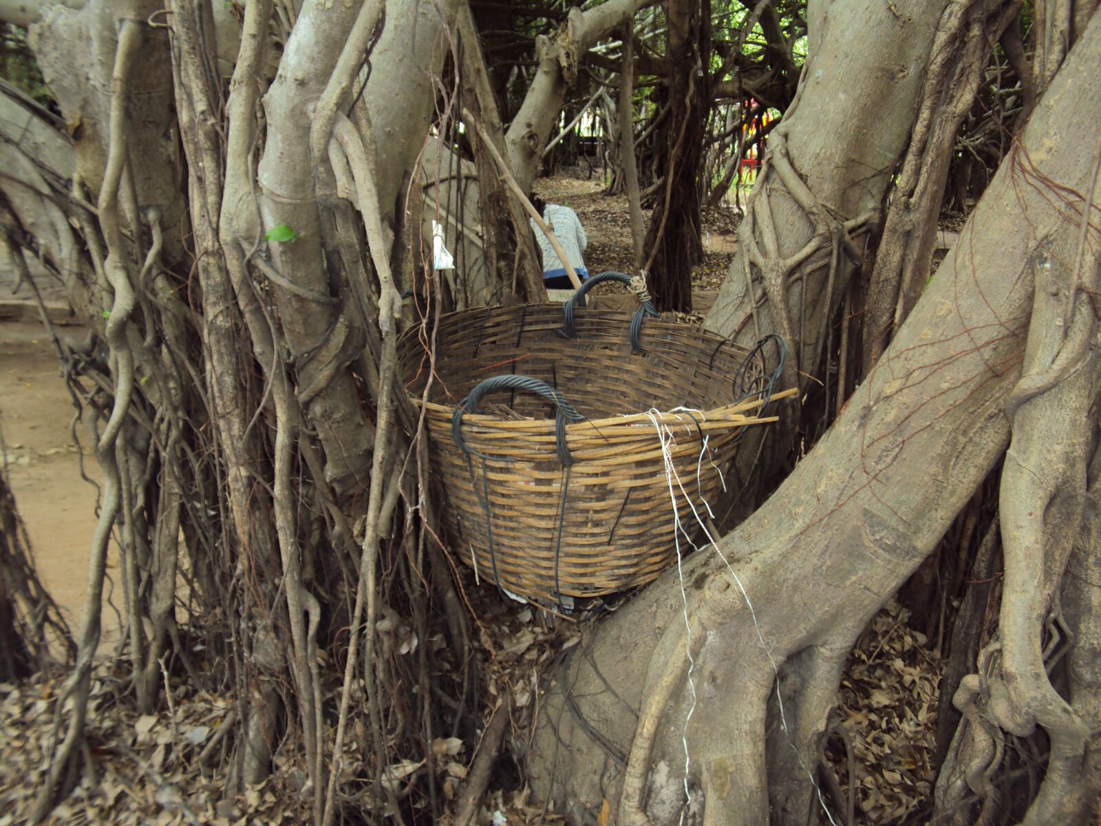 Sony DSC-W190 sample photo. Basket, tree, thailand photography