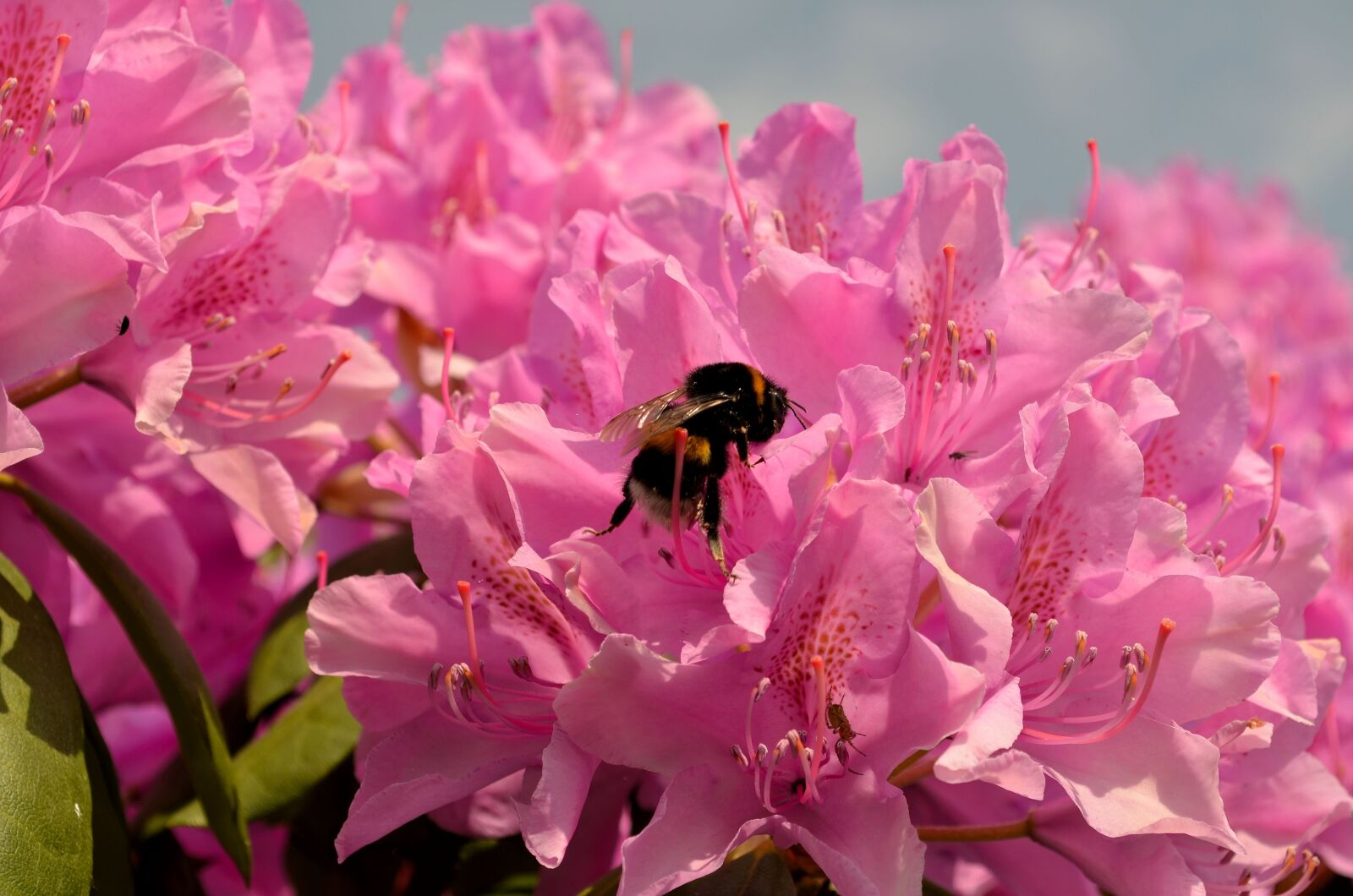 Nikon D5100 sample photo. Rhododendron, hummel, blossom photography