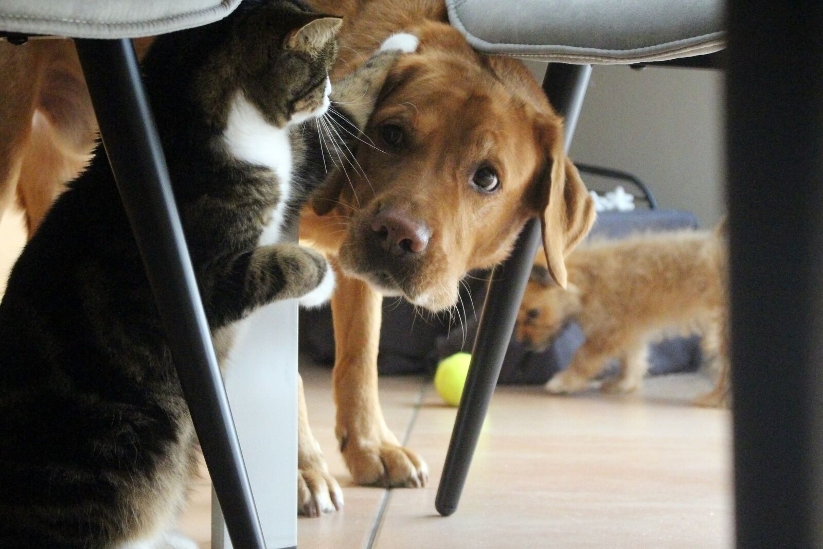 Canon EOS 700D (EOS Rebel T5i / EOS Kiss X7i) sample photo. Dog, cat, pet photography
