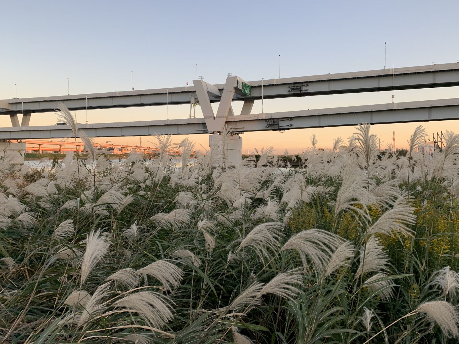 Apple iPhone XR sample photo. Senjuakebonocho, arakawa river, adachi-ku photography