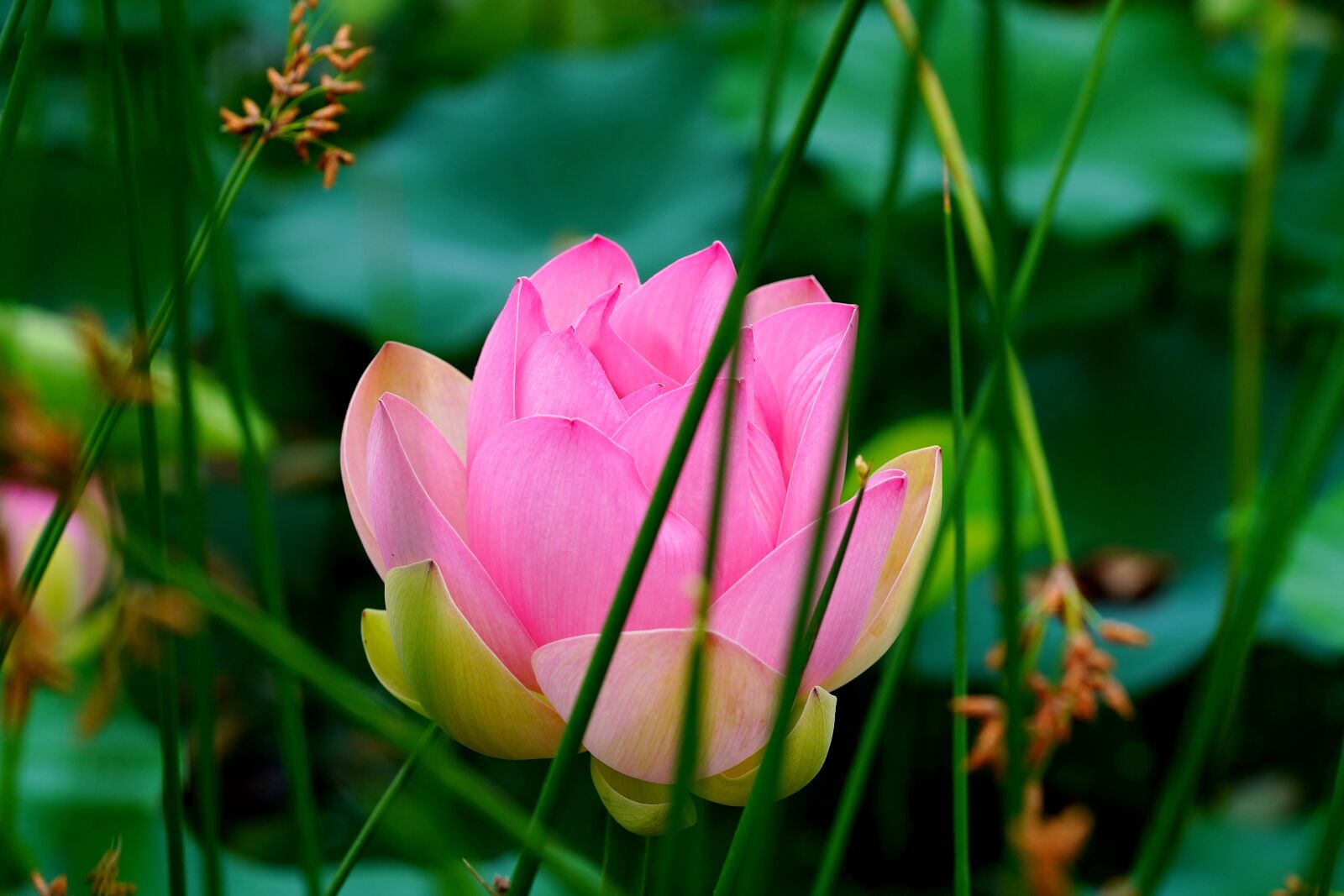 Sony a7R III + Sony FE 90mm F2.8 Macro G OSS sample photo. White flower, lotus flower photography