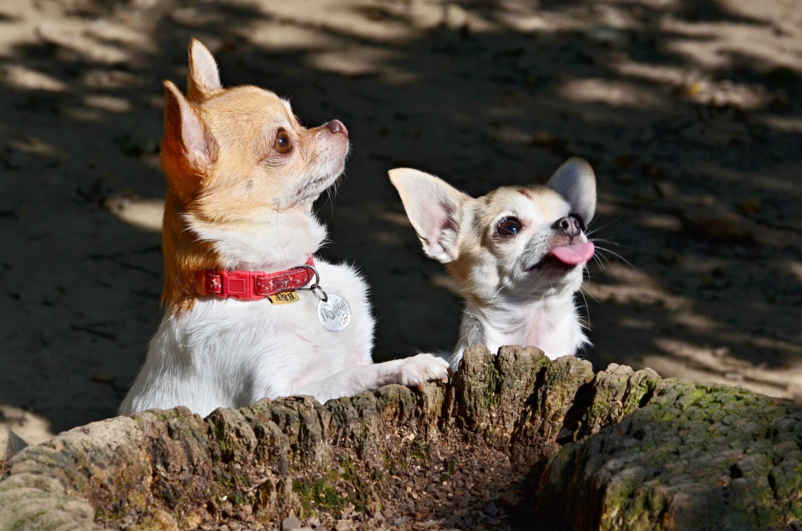 Nikon D5100 sample photo. Chihuahua, dogs, animal photography