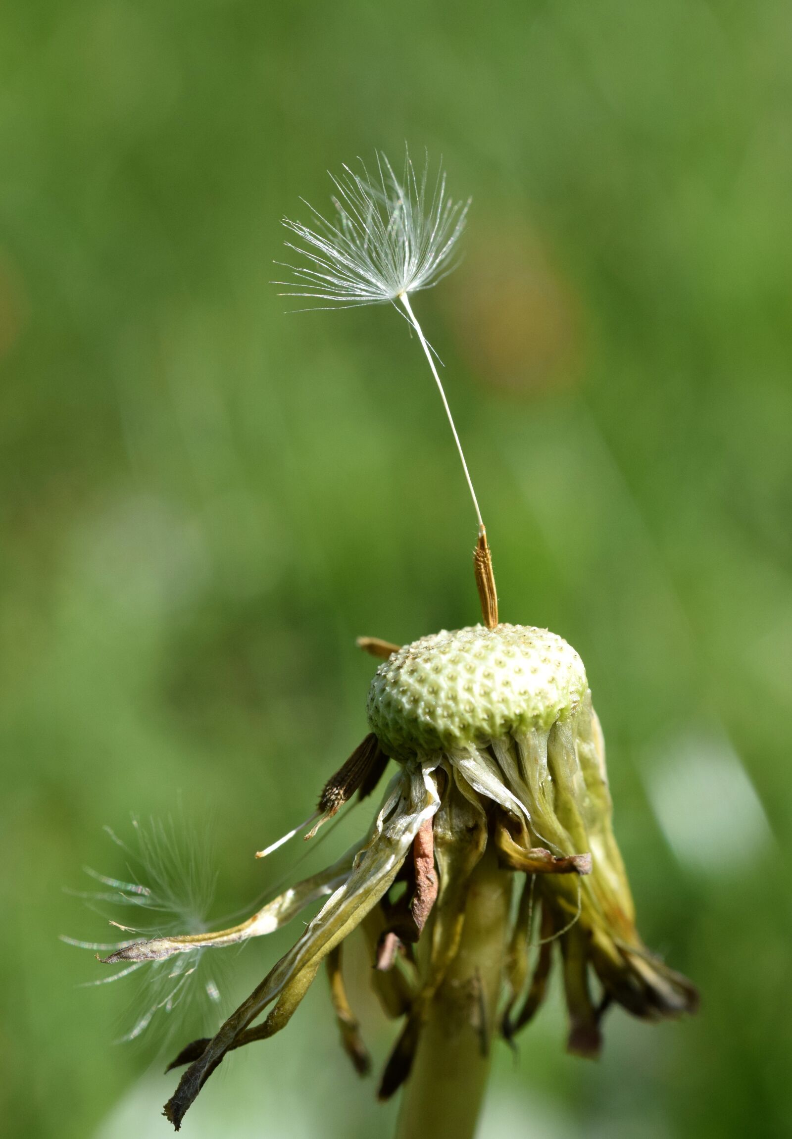Nikon D5300 sample photo. Dandelion, seeds, wind photography