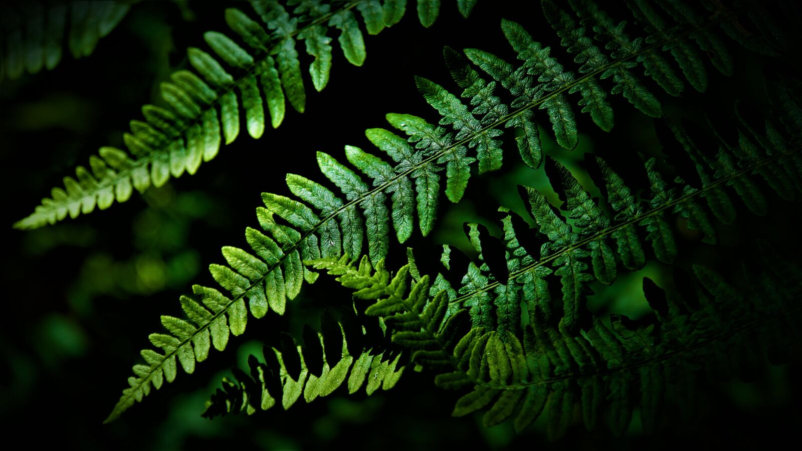 Sony a6000 + Sony E 18-200mm F3.5-6.3 OSS LE sample photo. Fern, leaves, green photography