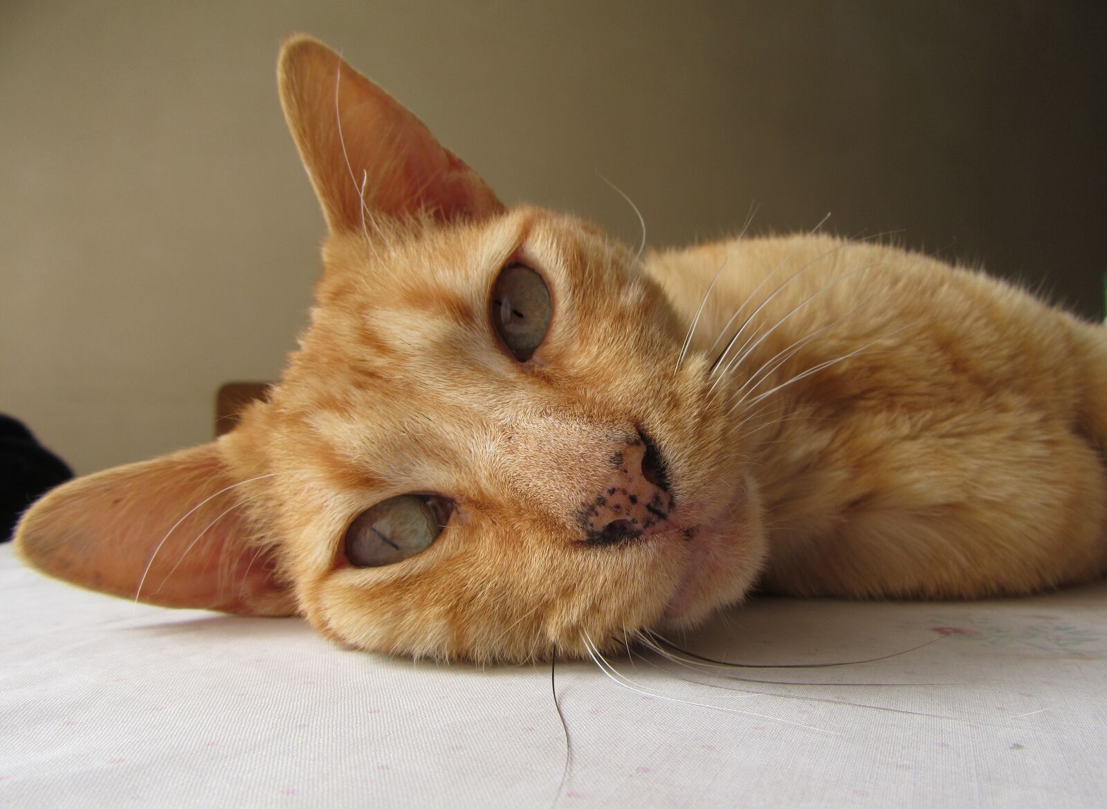 Canon PowerShot SX610 HS sample photo. Cat, pet, domestic feline photography