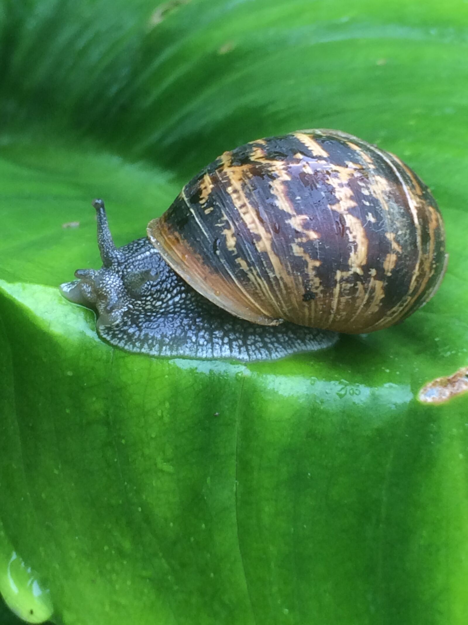 iPhone 5s back camera 4.15mm f/2.2 sample photo. Snail, leaf, fresh photography
