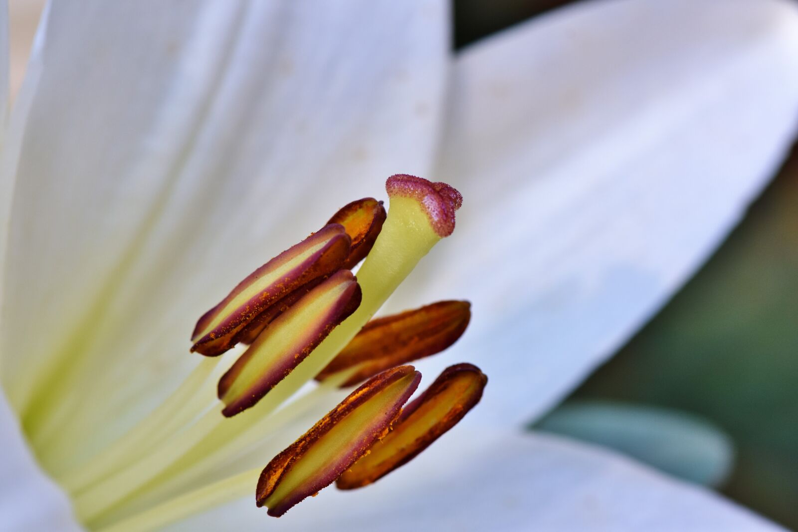 Nikon D7200 sample photo. Lily, blossom, bloom photography