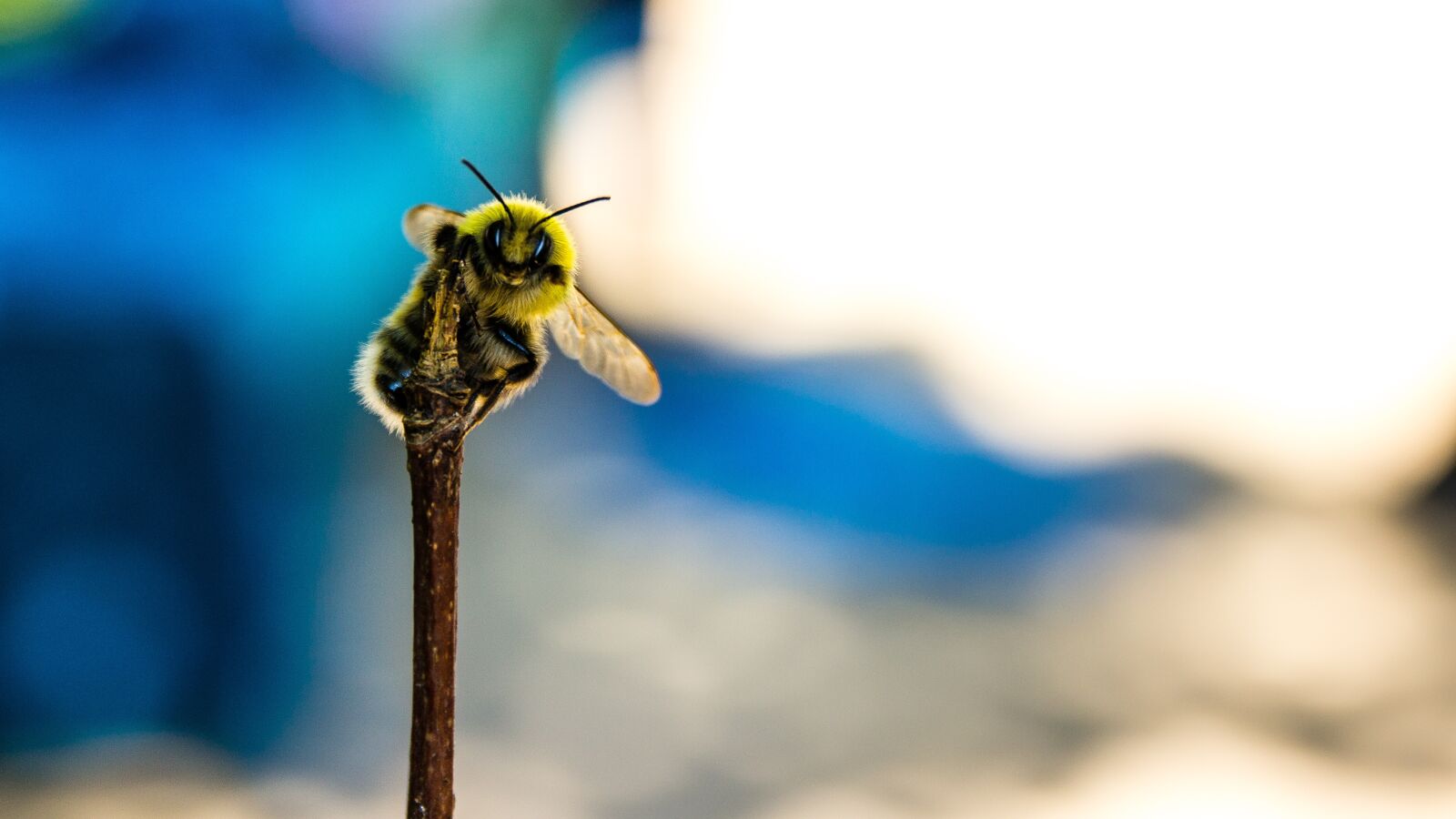 Canon EOS 600D (Rebel EOS T3i / EOS Kiss X5) sample photo. Bee, close up, macro photography