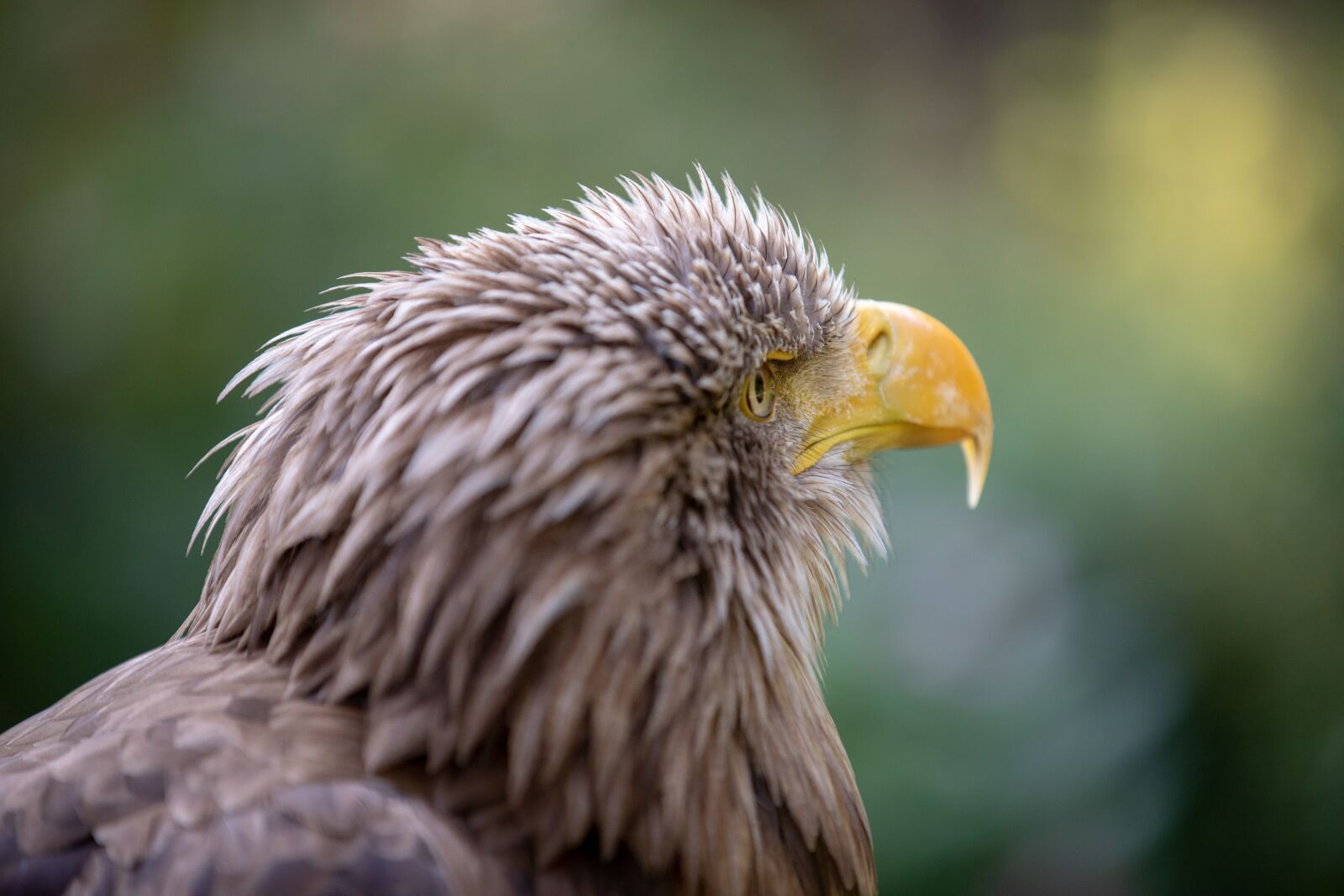 Canon EOS 5D Mark IV sample photo. Adler, bird, animal photography