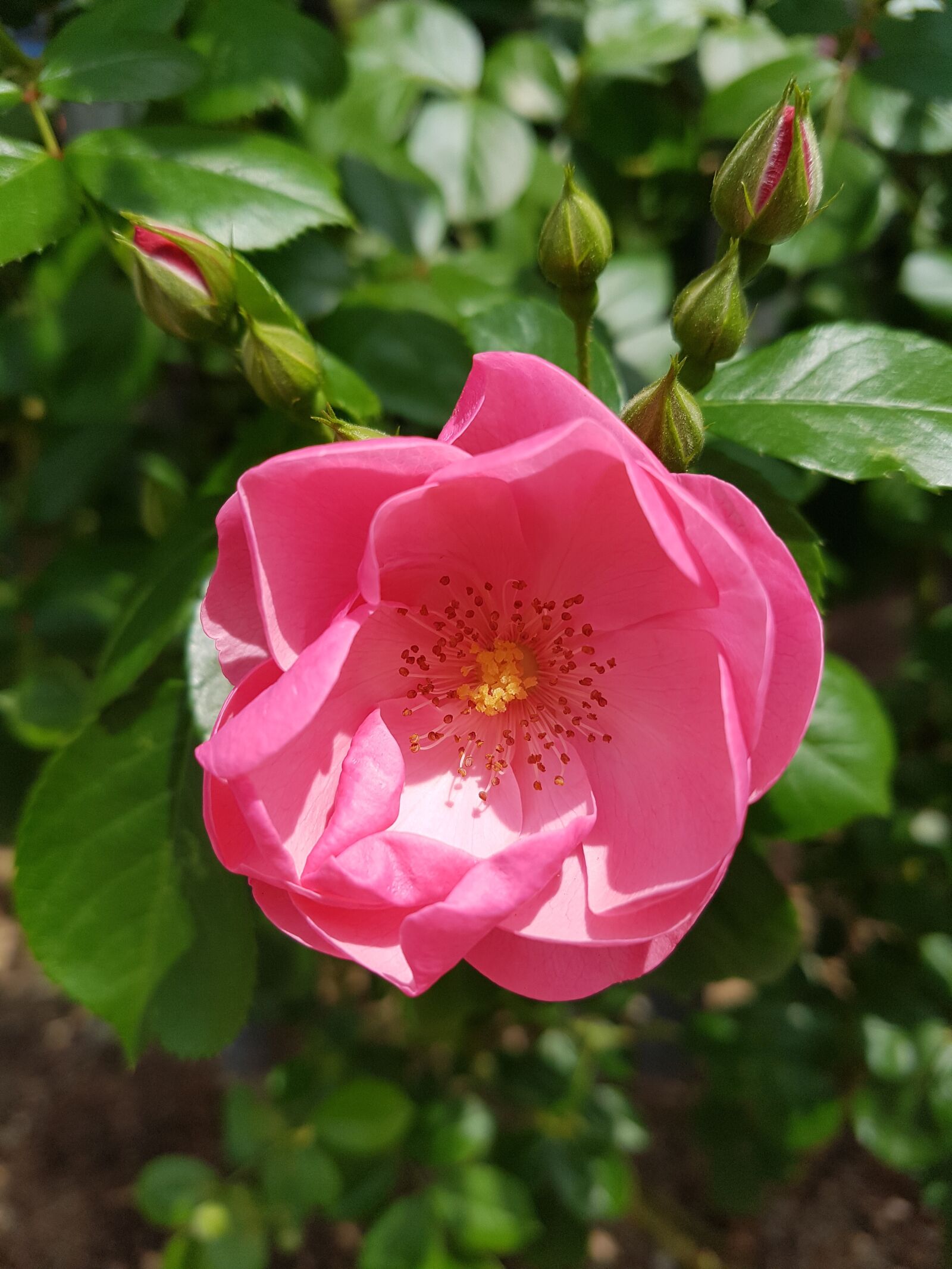 Samsung Galaxy S7 sample photo. Pink rose, pink flowers photography