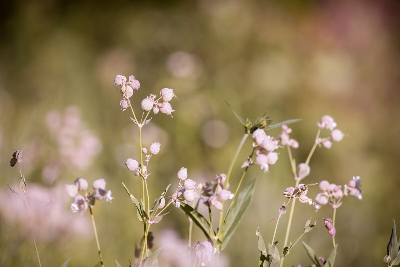 Nikon D750 sample photo. Forked catchfly, silene dichotoma photography