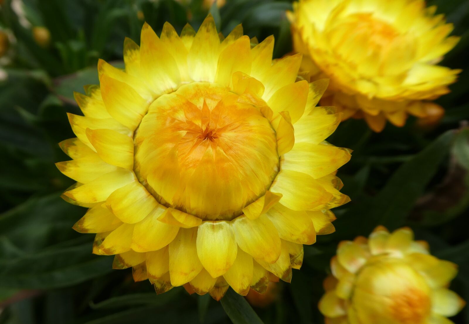 Panasonic DMC-TZ81 sample photo. Italicum, yellow, blossom photography