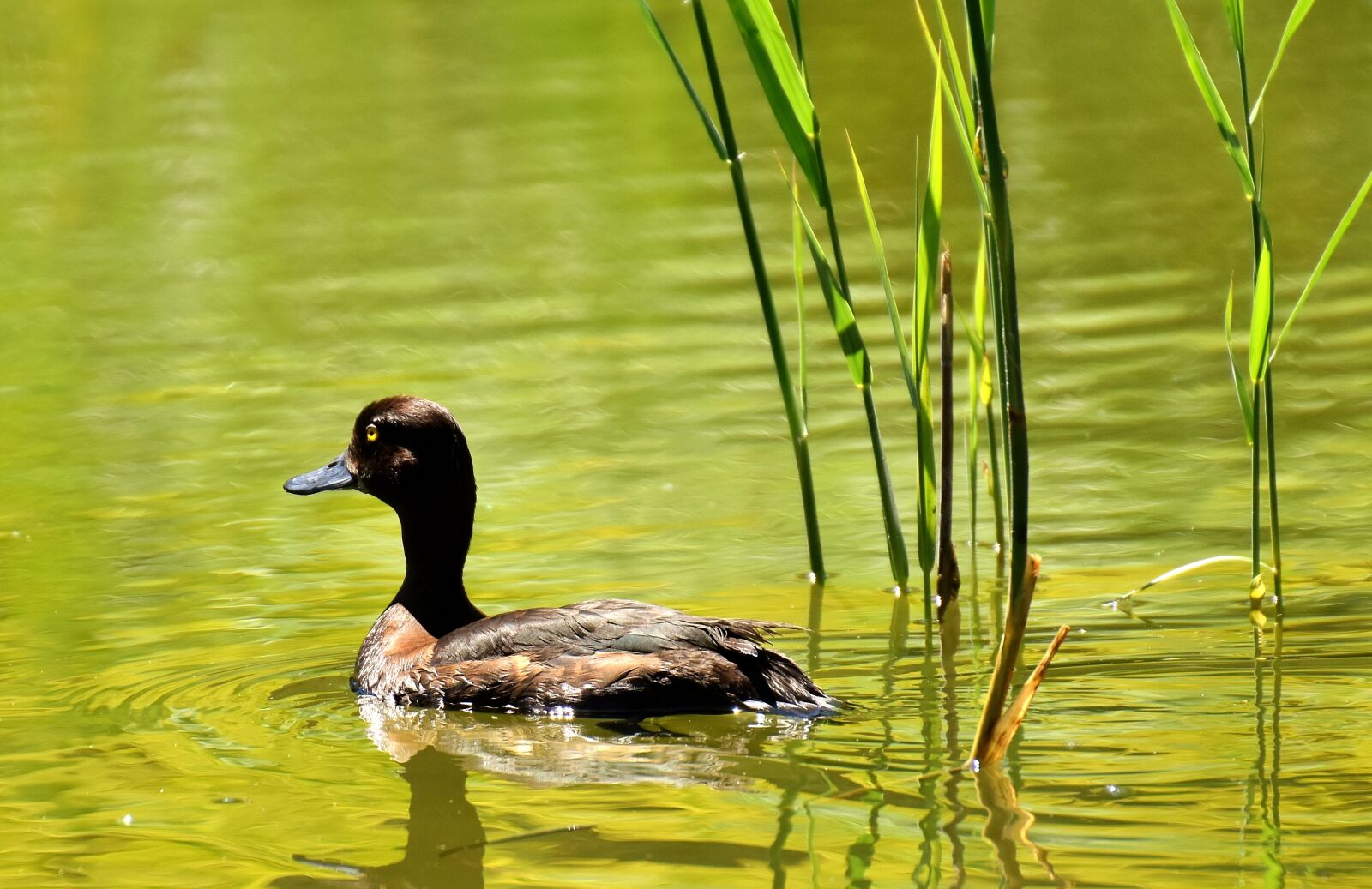 Nikon D7200 sample photo. Row pension, blue beak photography