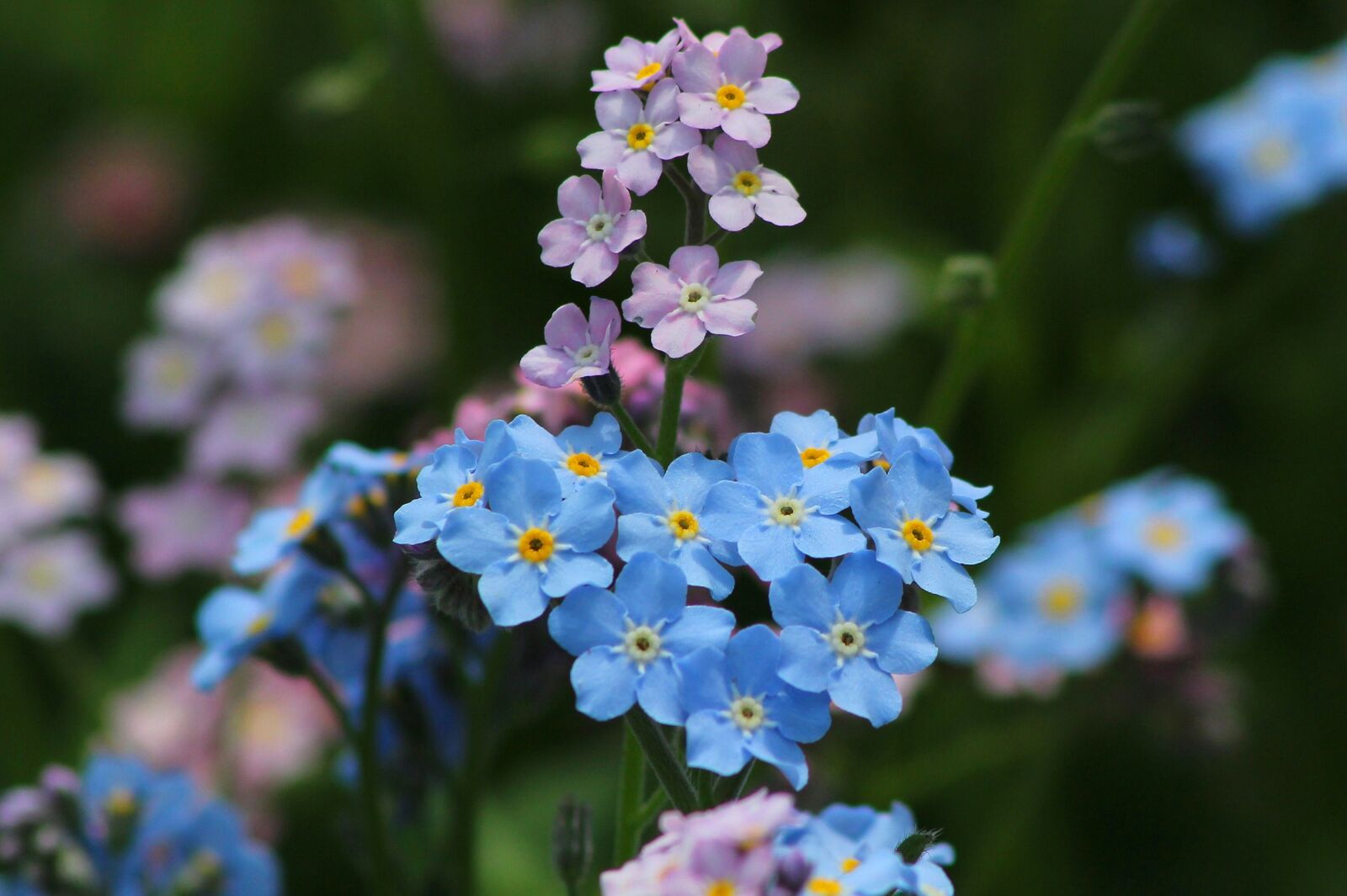 Canon EOS 600D (Rebel EOS T3i / EOS Kiss X5) sample photo. Me-nots, flower, nature photography