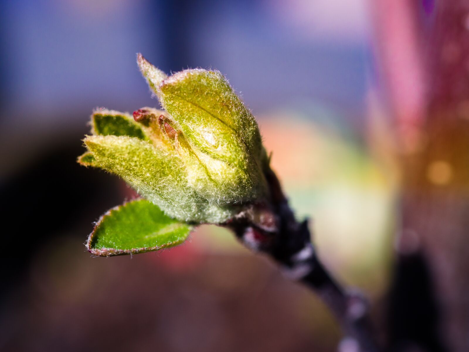 Olympus PEN E-PL9 sample photo. Flower bud, bud, apple photography