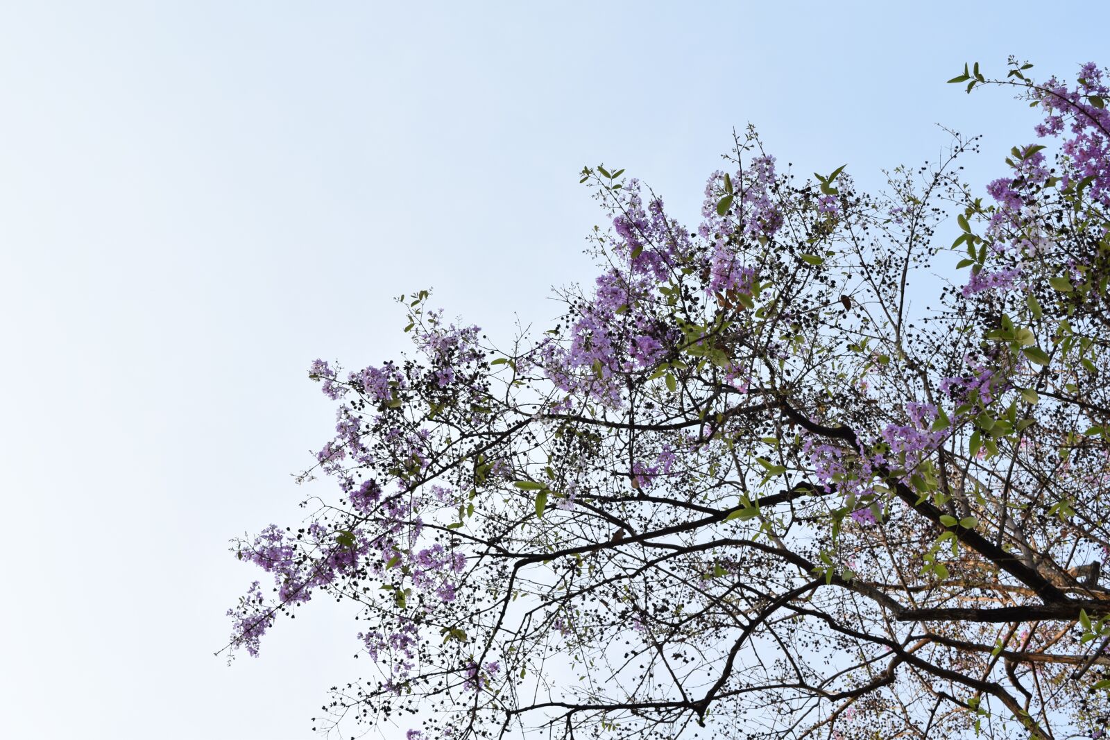Nikon D3300 sample photo. Forest tree, forest, trees photography