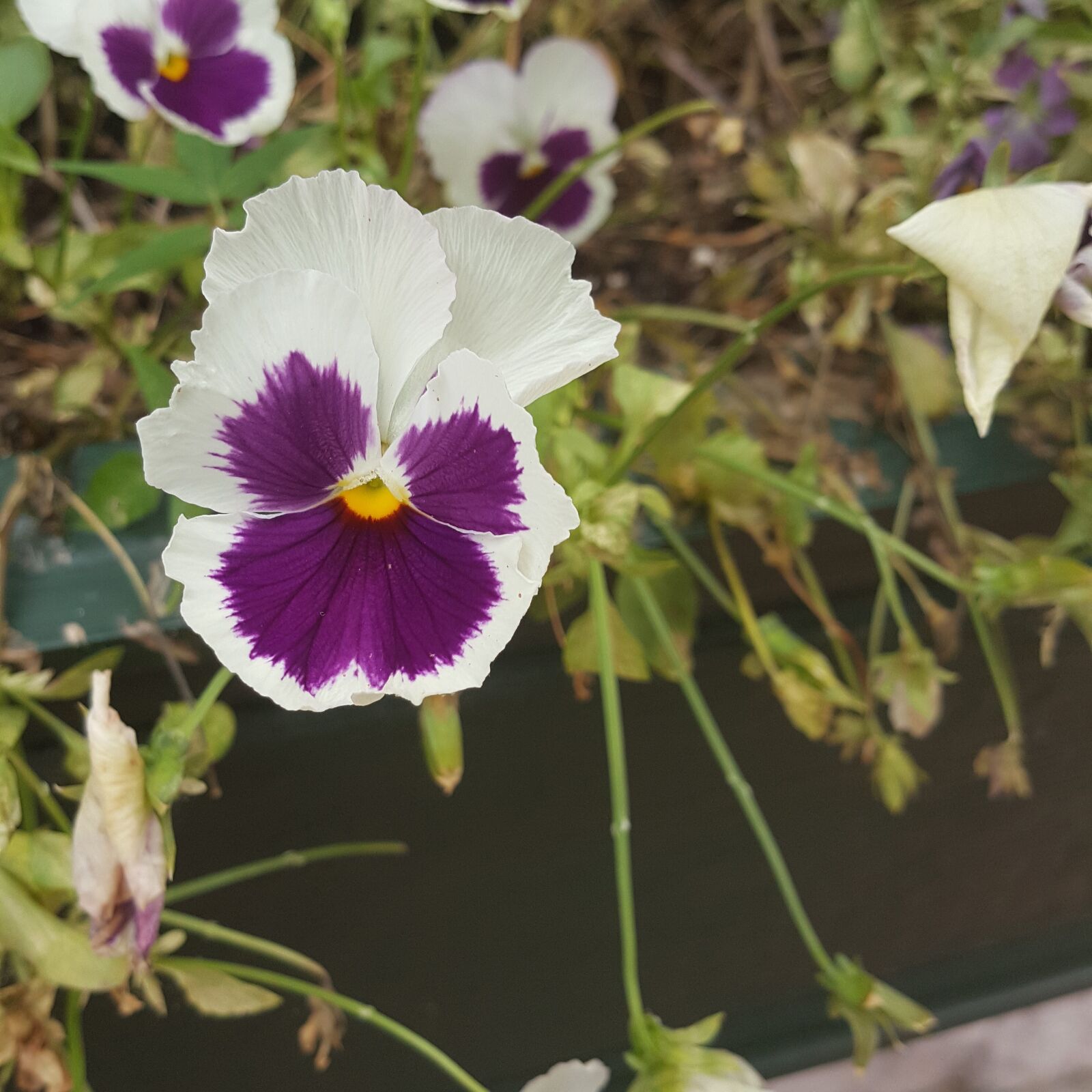 Samsung Galaxy Note5 sample photo. Beautiful, flowers, nature, new photography