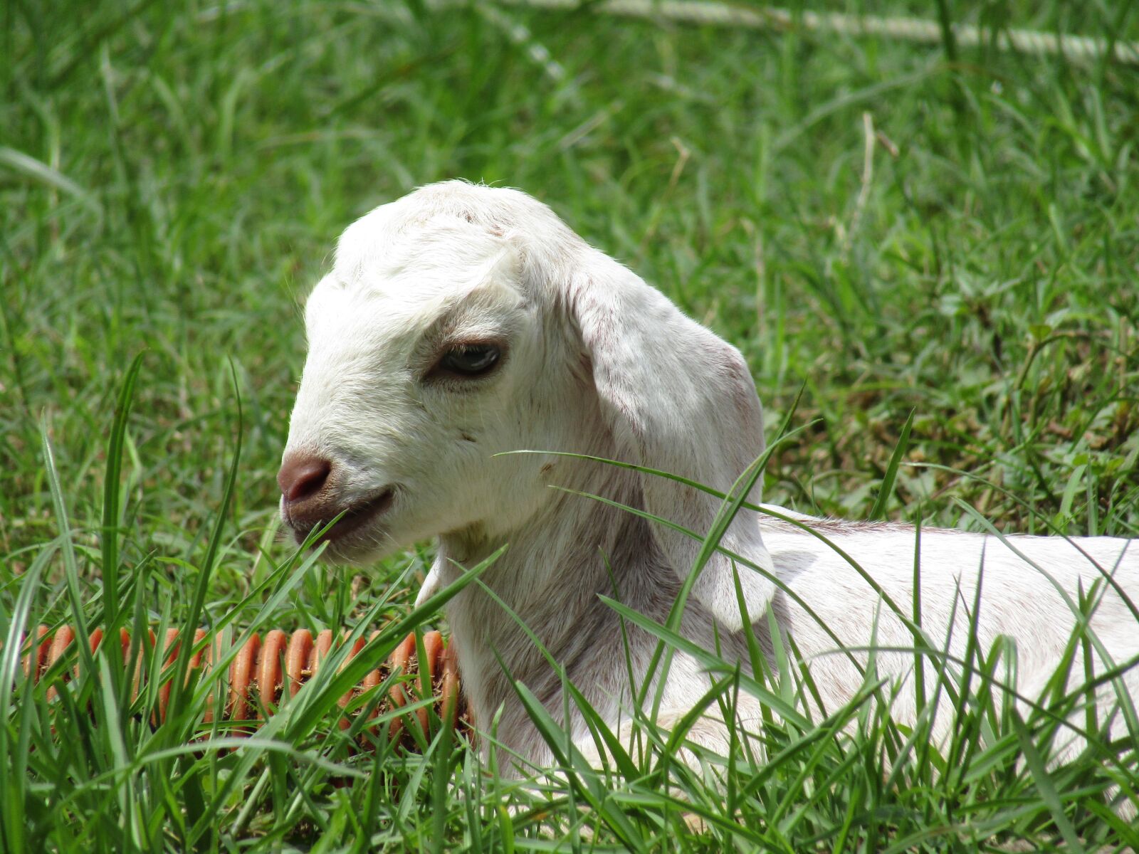 Canon POWERSHOT SX430 IS sample photo. Goat, animal, horns photography