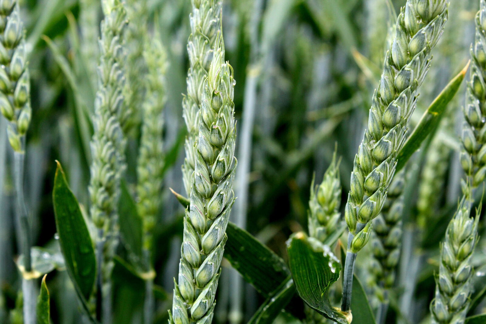 Canon EOS 600D (Rebel EOS T3i / EOS Kiss X5) sample photo. Macro, plant, wheat photography