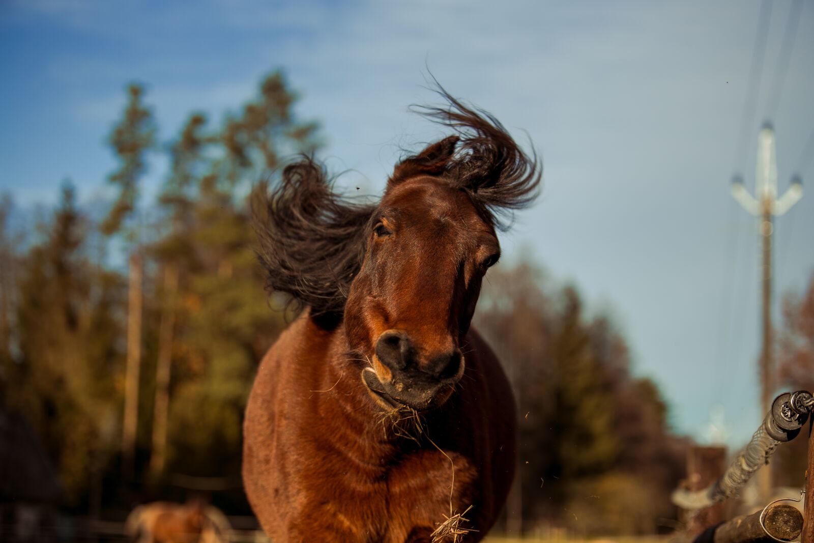 Canon EOS 6D sample photo. Animal, horse, horses photography