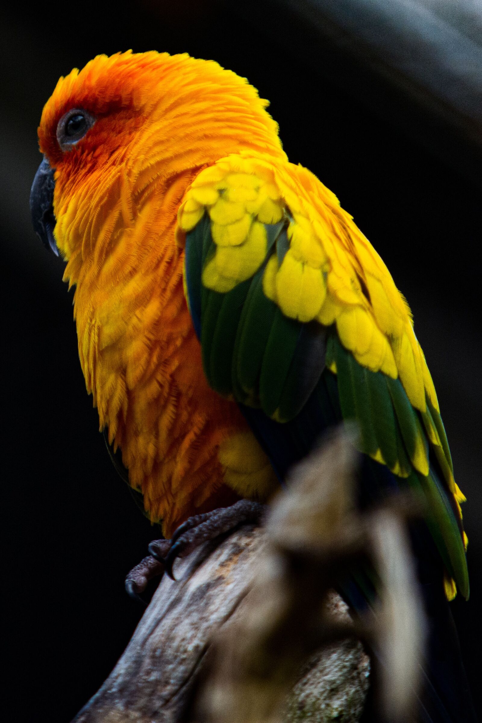 Nikon D7100 sample photo. Bird, nature, animal photography