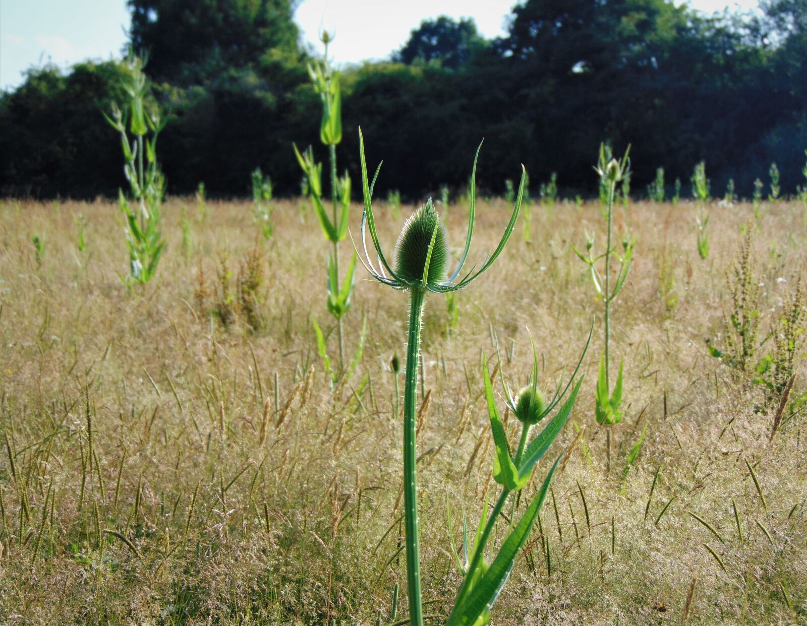 Sony Cyber-shot DSC-H300 sample photo. Teasel, spiky, teazel photography